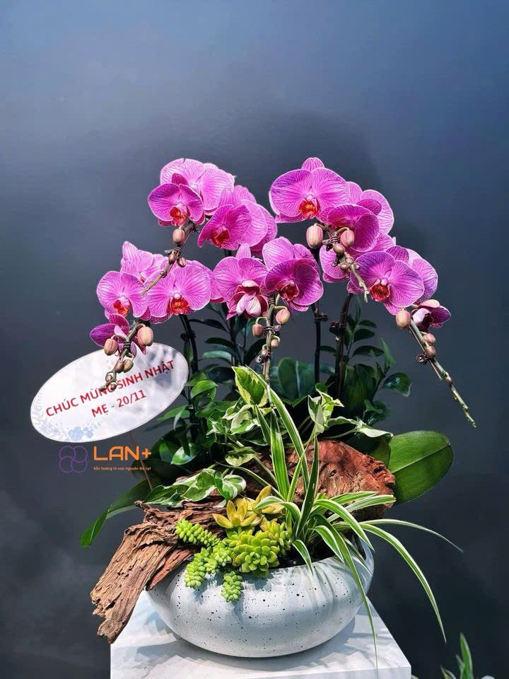 CHẬU TIỂU CẢNH 5 CÀNH LAN ĐẠI