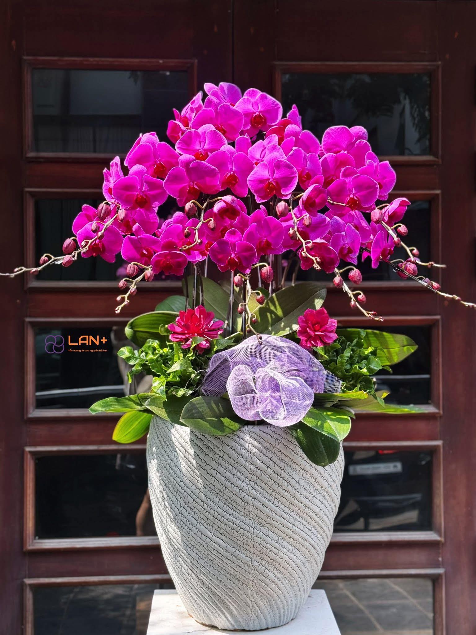 CHẬU 12 CÀNH LAN ĐẠI