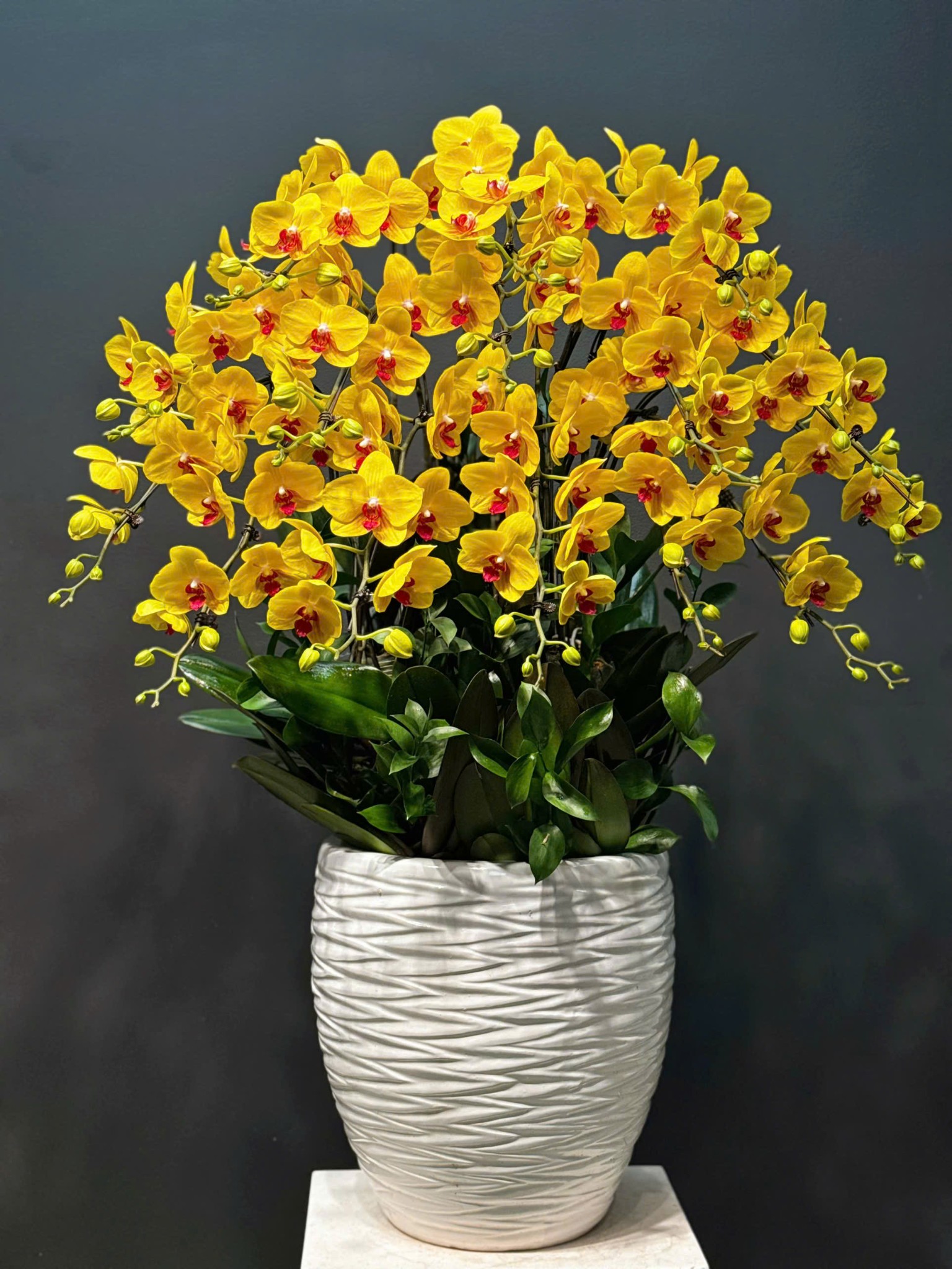 CHẬU 15 CÀNH LAN ĐẠI KẾT HỢP SEN ĐÁ, CÂY DECOR