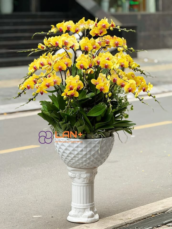 CHẬU 30 CÀNH VÀNG TRỒNG TRÒN