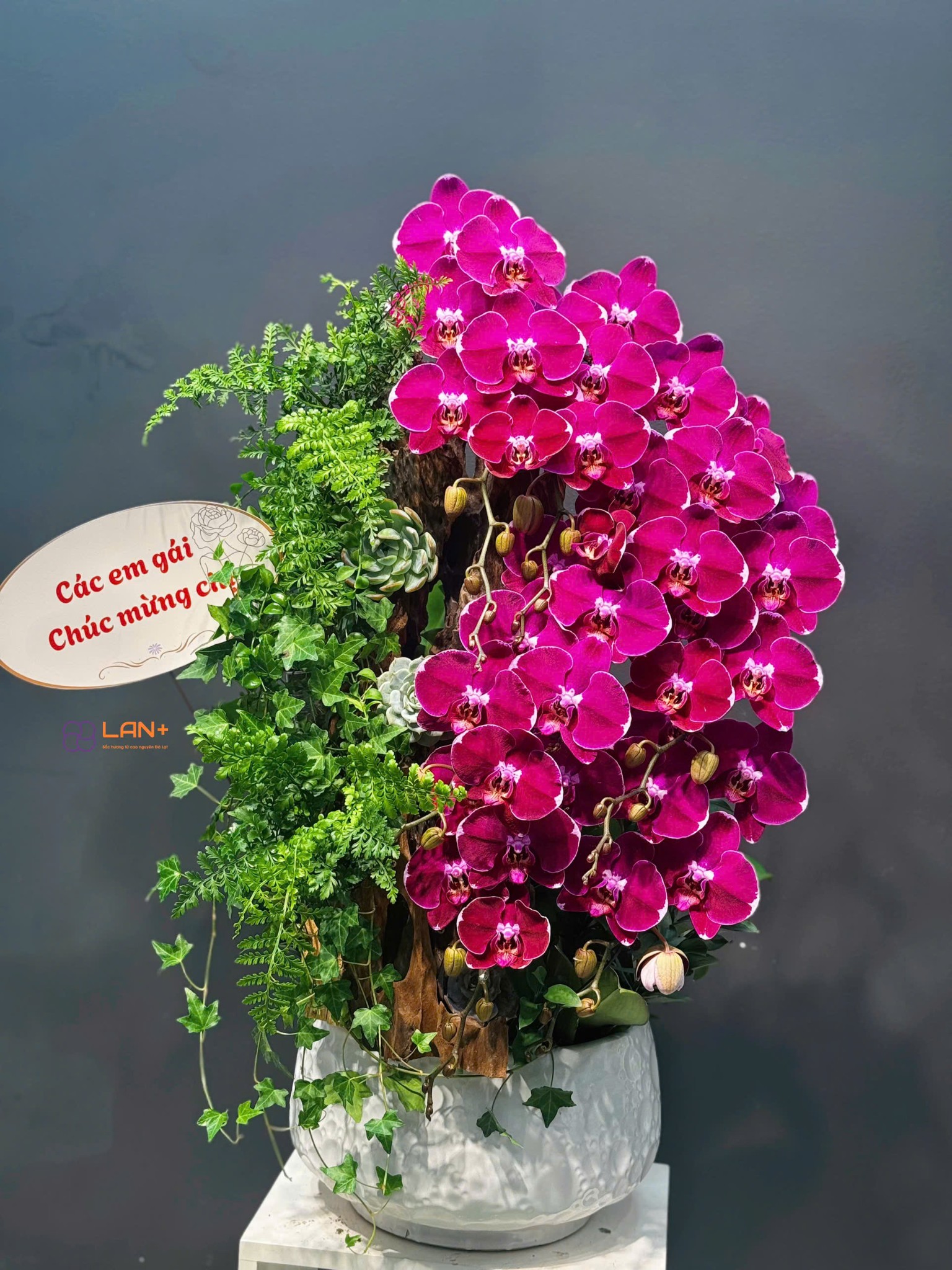 CHẬU 7 CÀNH LAN ĐẠI KẾT HỢP LŨA