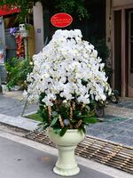 CHẬU 30 CÀNH LAN ĐỊA TRỒNG TRÊN CHẬU ĐÔN CAO