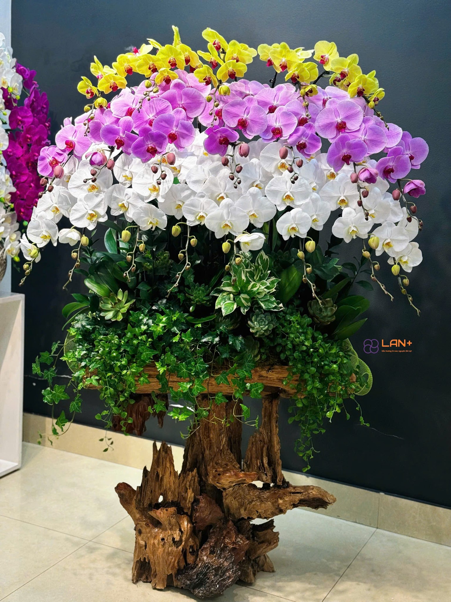 CHẬU LAN TRỒNG TRÊN LŨA