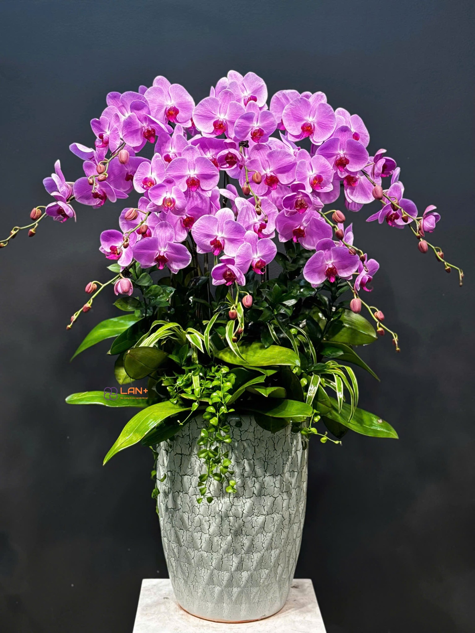 CHẬU 10 CÀNH LAN ĐẠI
