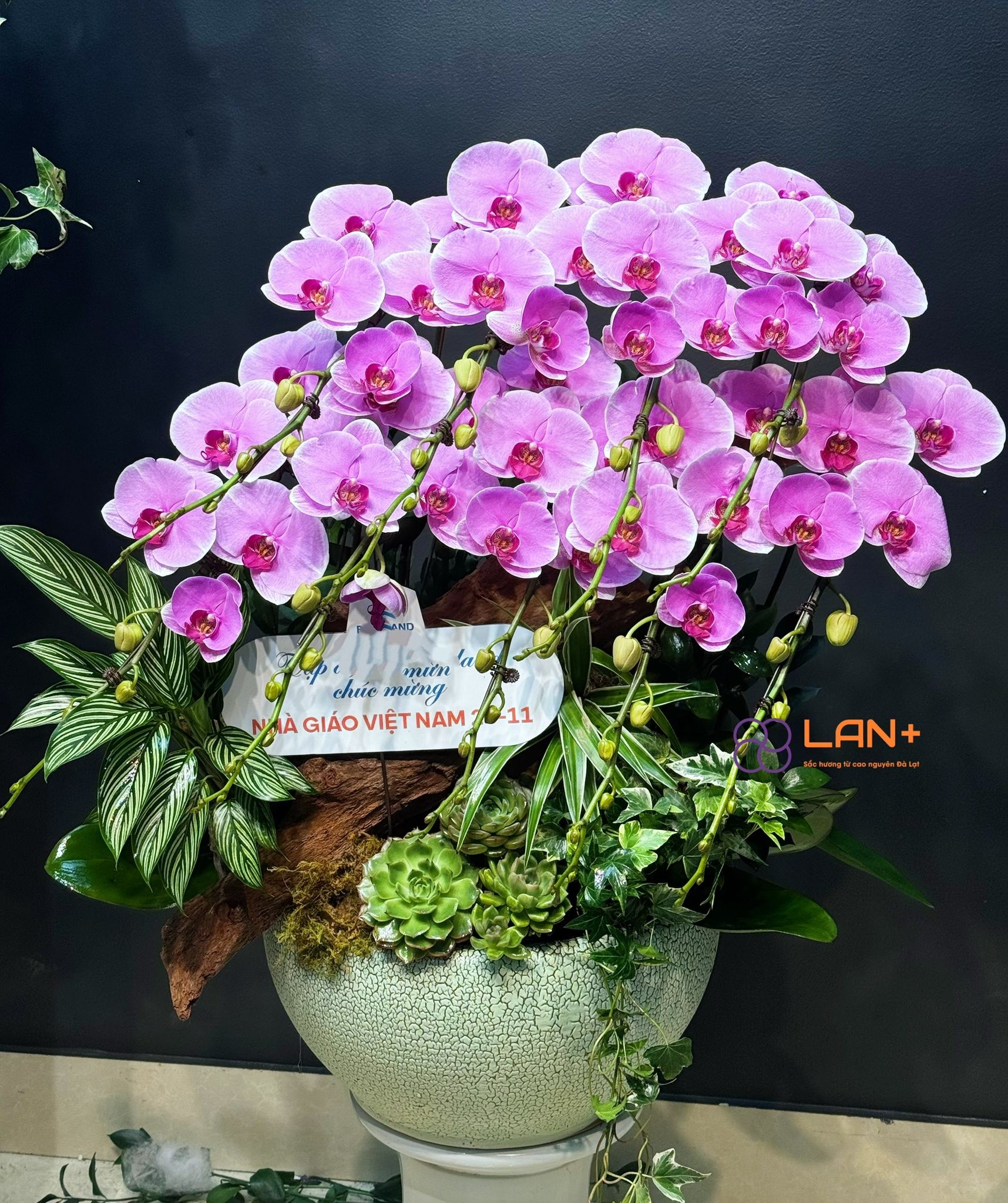 CHẬU HOA VÂN VŨ 9 CÀNH