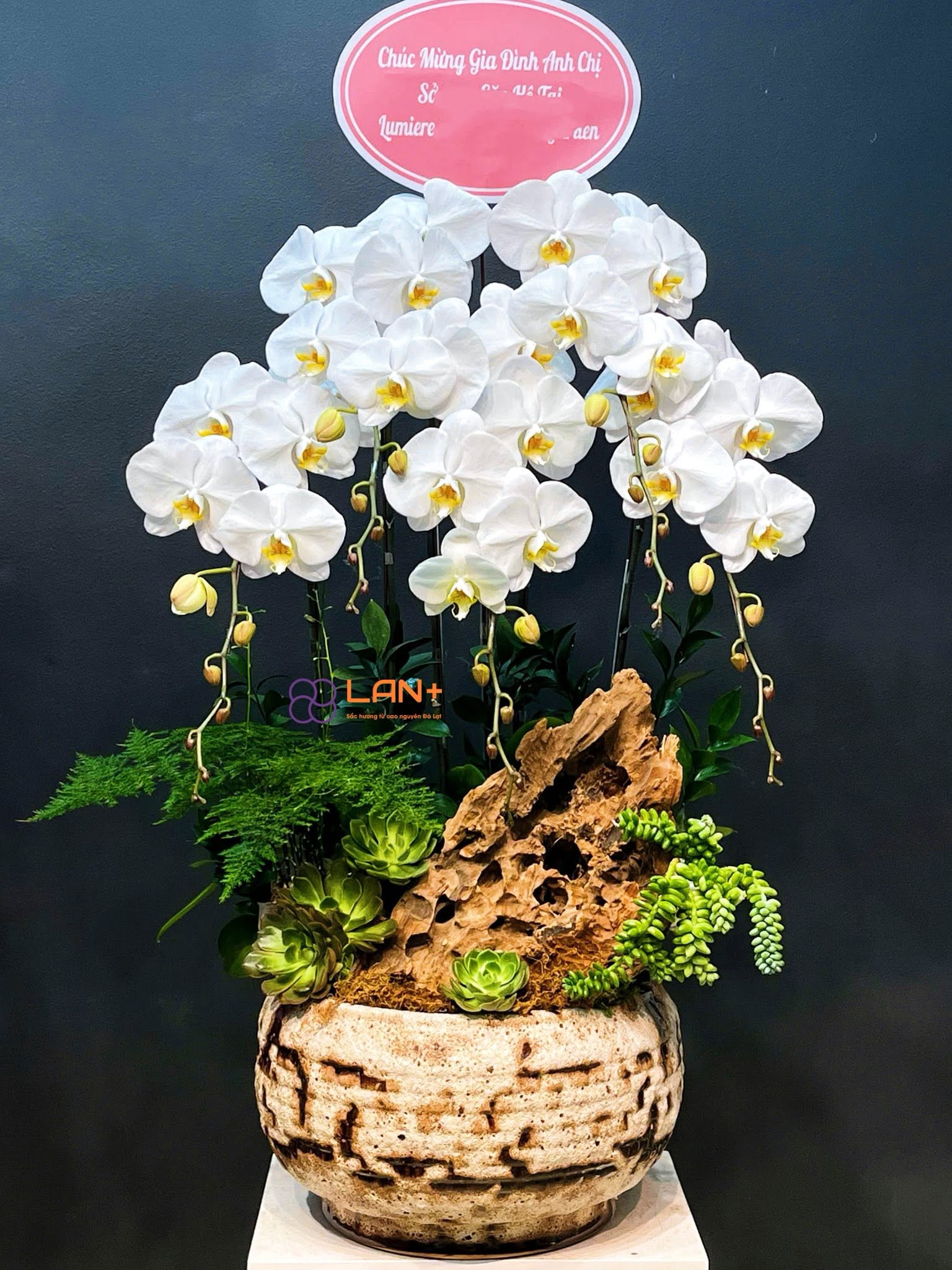 CHẬU 5 CÀNH DECOR TIỂU CẢNH