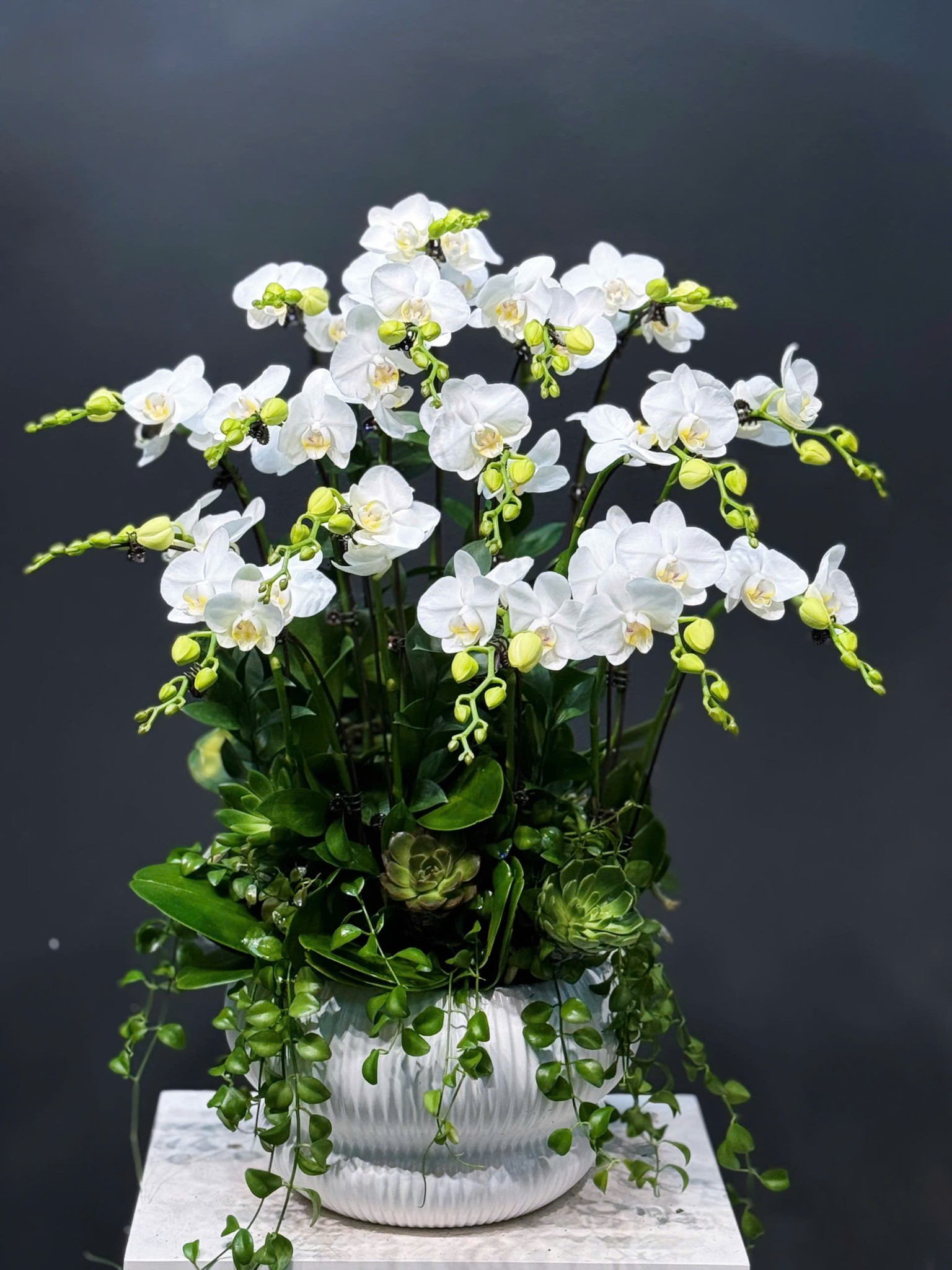 CHẬU LAN 18 CÀNH MINI