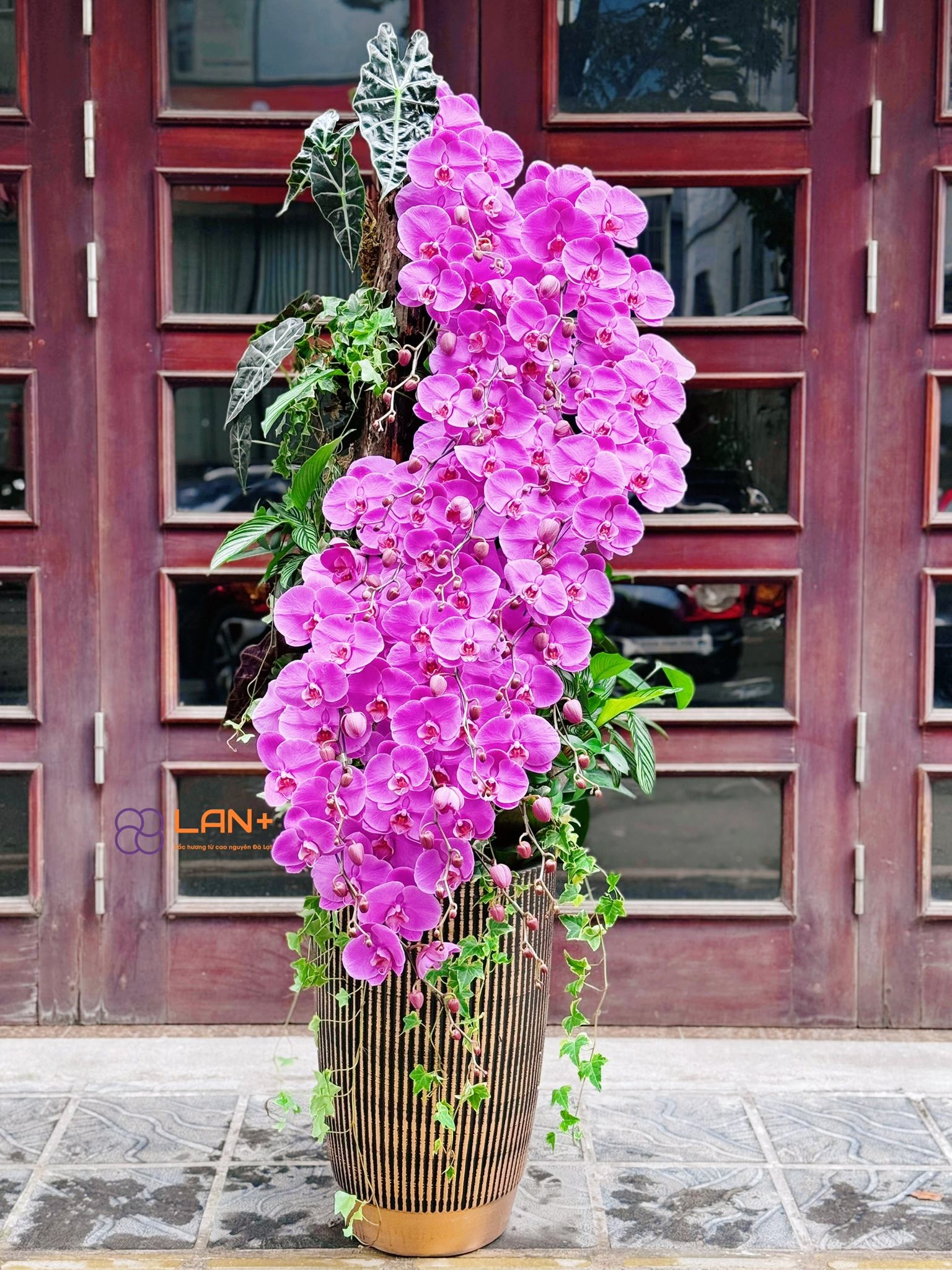 CHẬU SUỐI HOA LAN HỒNG 20 CÀNH