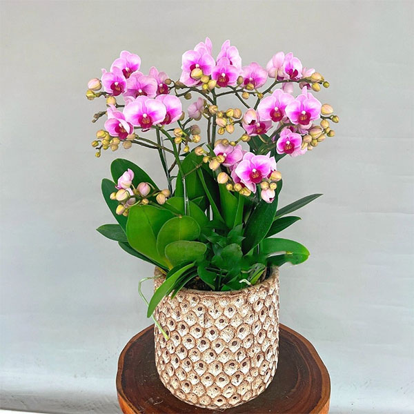 Chậu Hoa Lan Hồ Điệp Đẹp Mừng Khai Trương, Sinh Nhật Giá Tốt Nhất