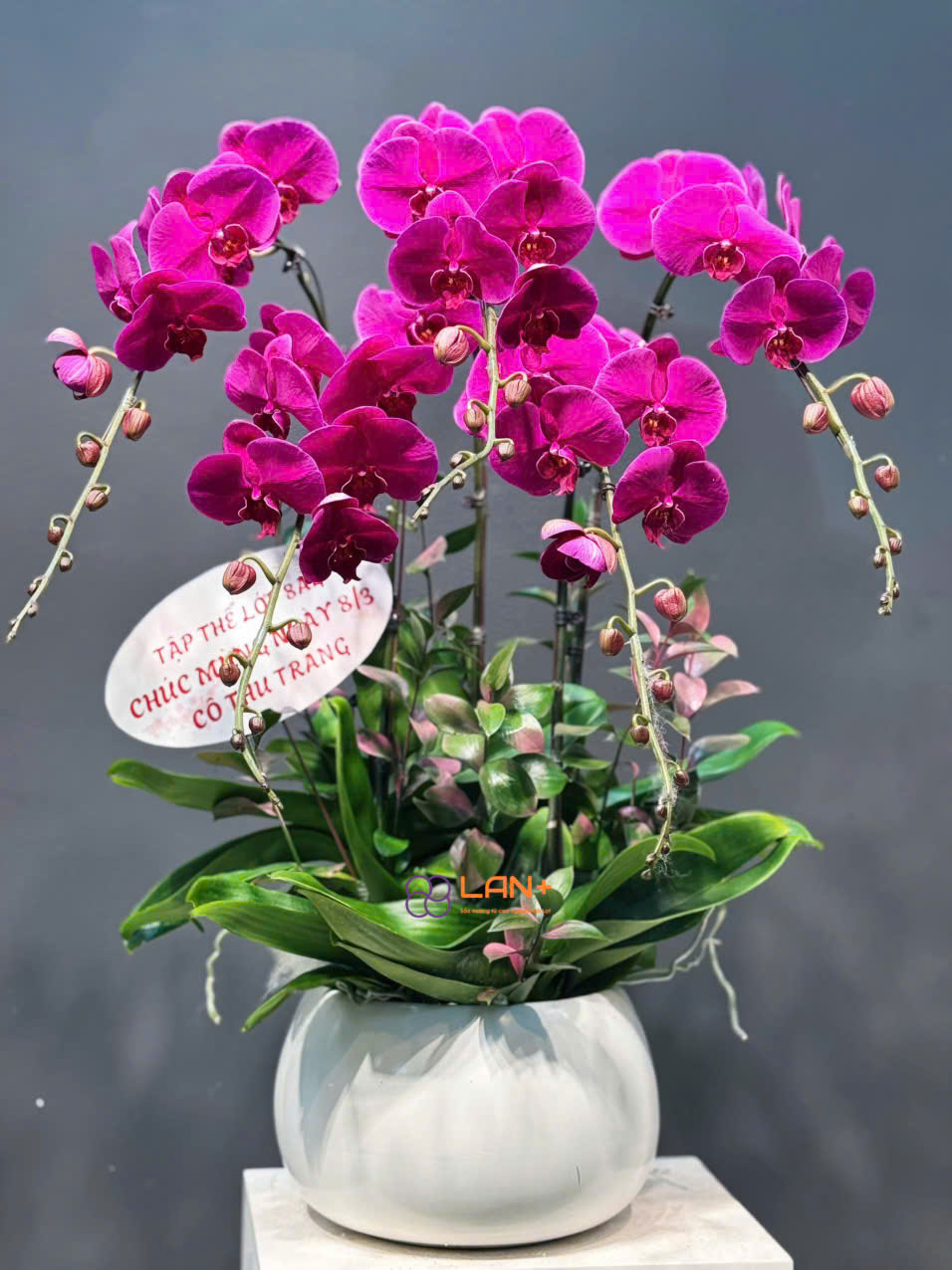 CHẬU 5 CÀNH LAN ĐẠI