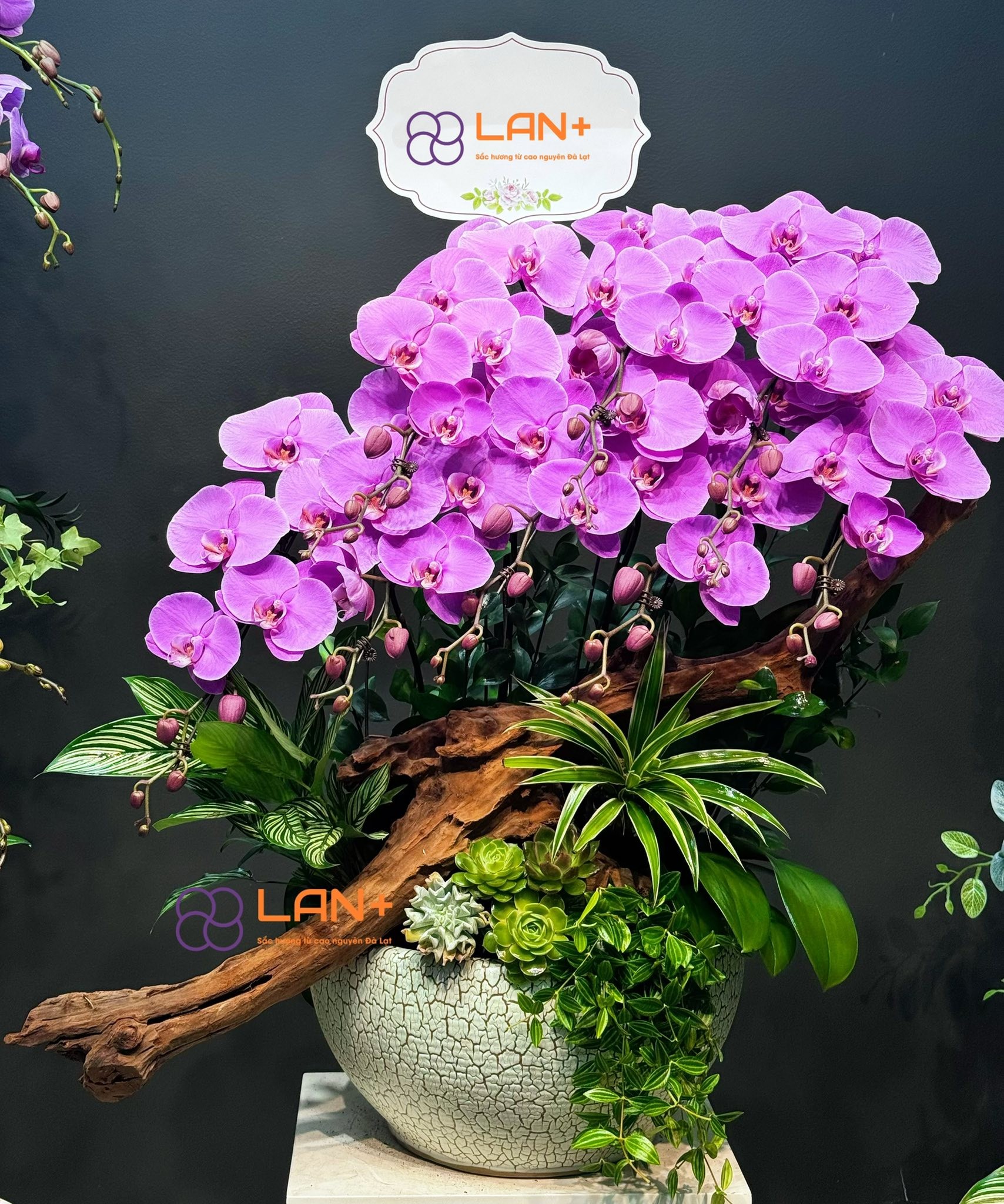 CHẬU HOA VÂN VŨ 9 CÀNH