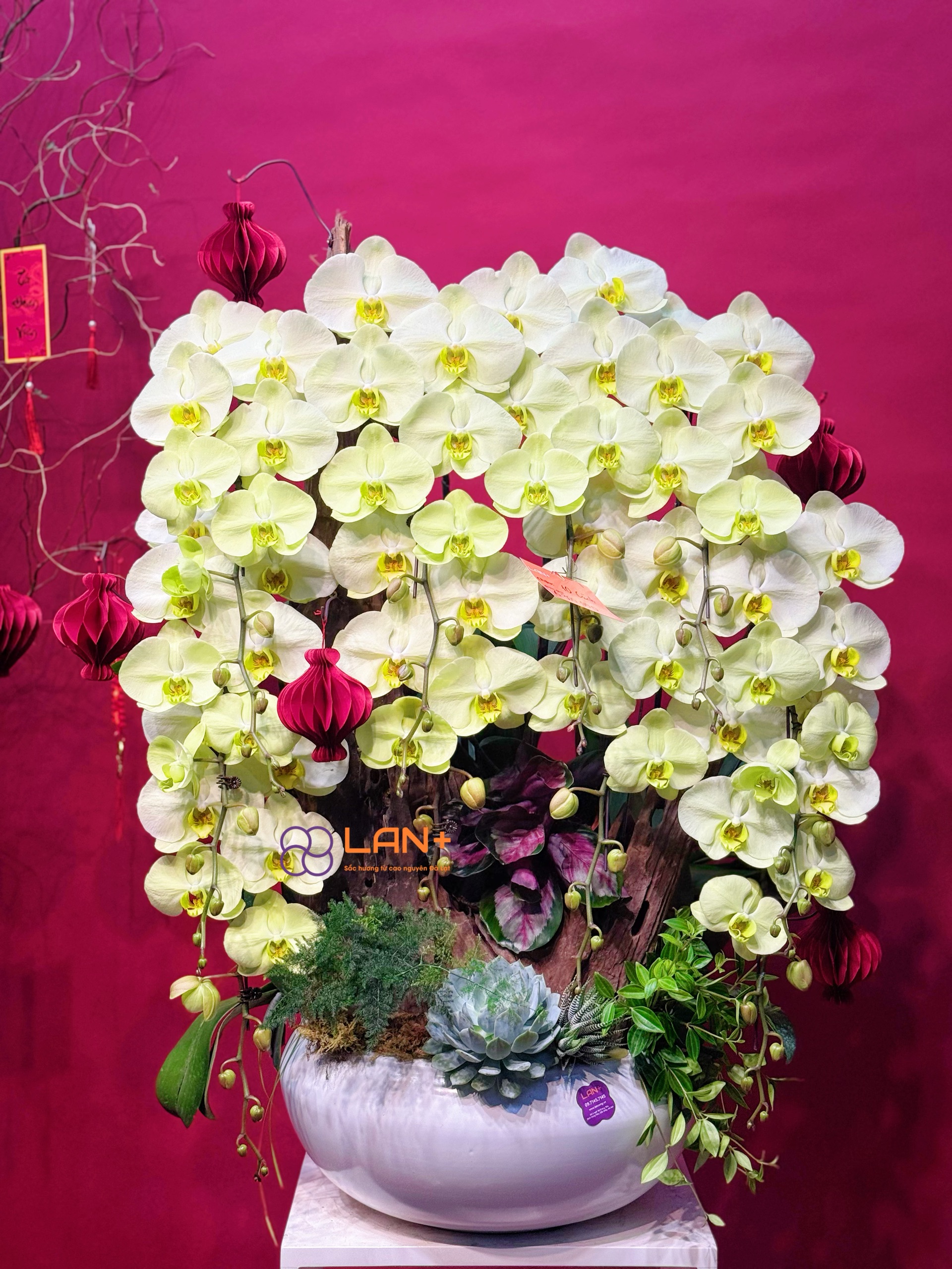 CHẬU TIỂU CẢNH 10 CÀNH LAN XANH