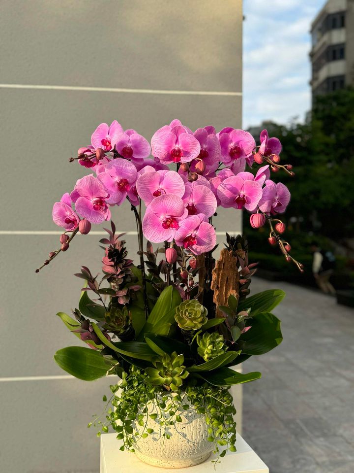 CHẬU 6 CÀNH LAN ĐẠI