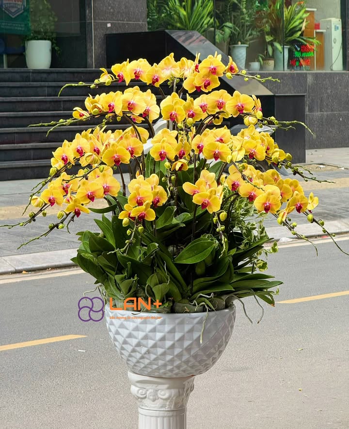 CHẬU 30 CÀNH VÀNG TRỒNG TRÒN