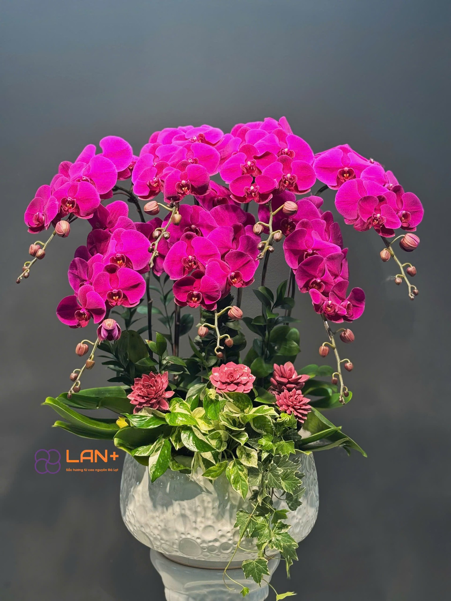 CHẬU 7 CÀNH LAN ĐẠI