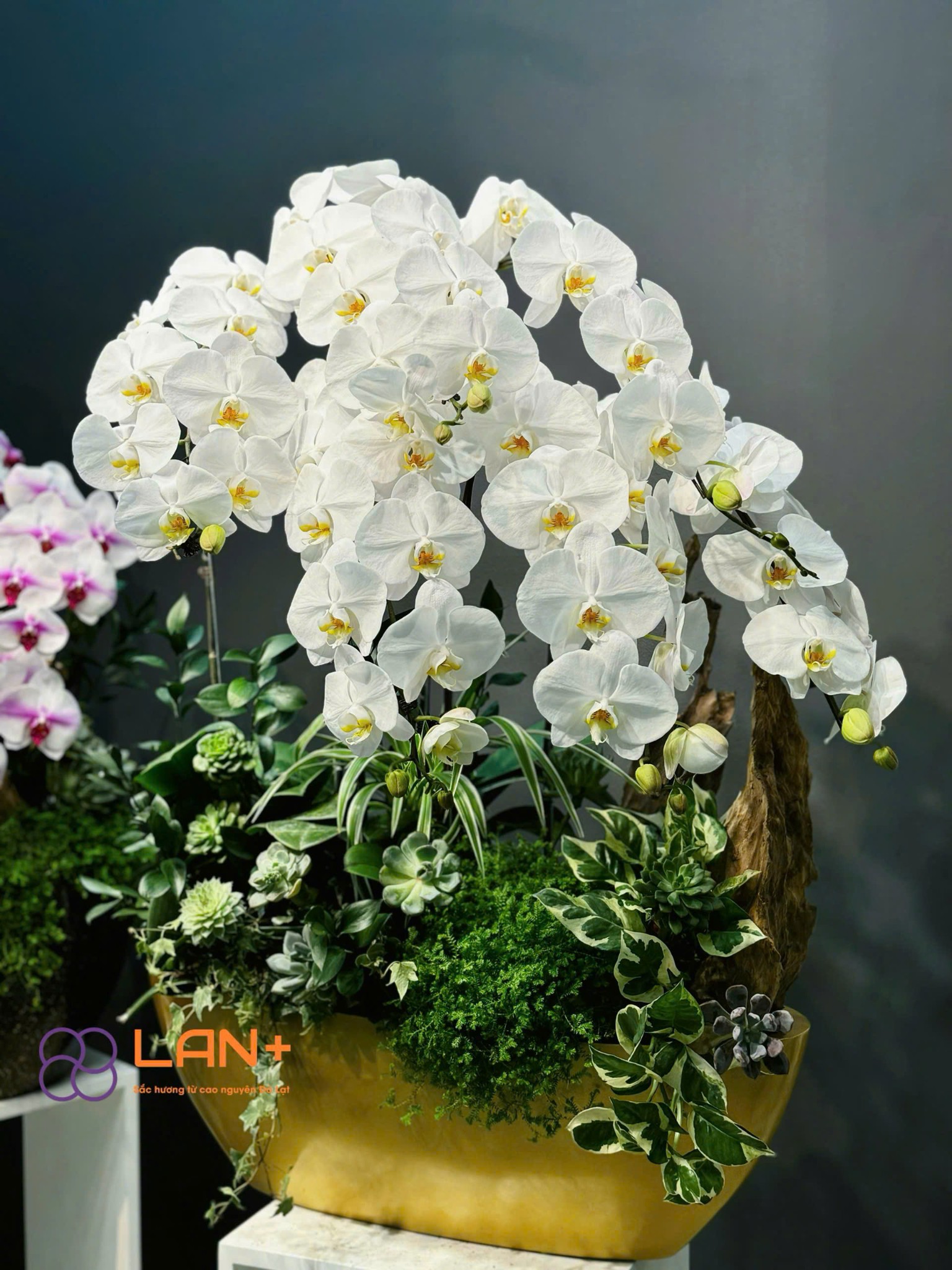 CHẬU THUYỀN 6 CÀNH LAN ĐẠI KẾT HỢP LŨA