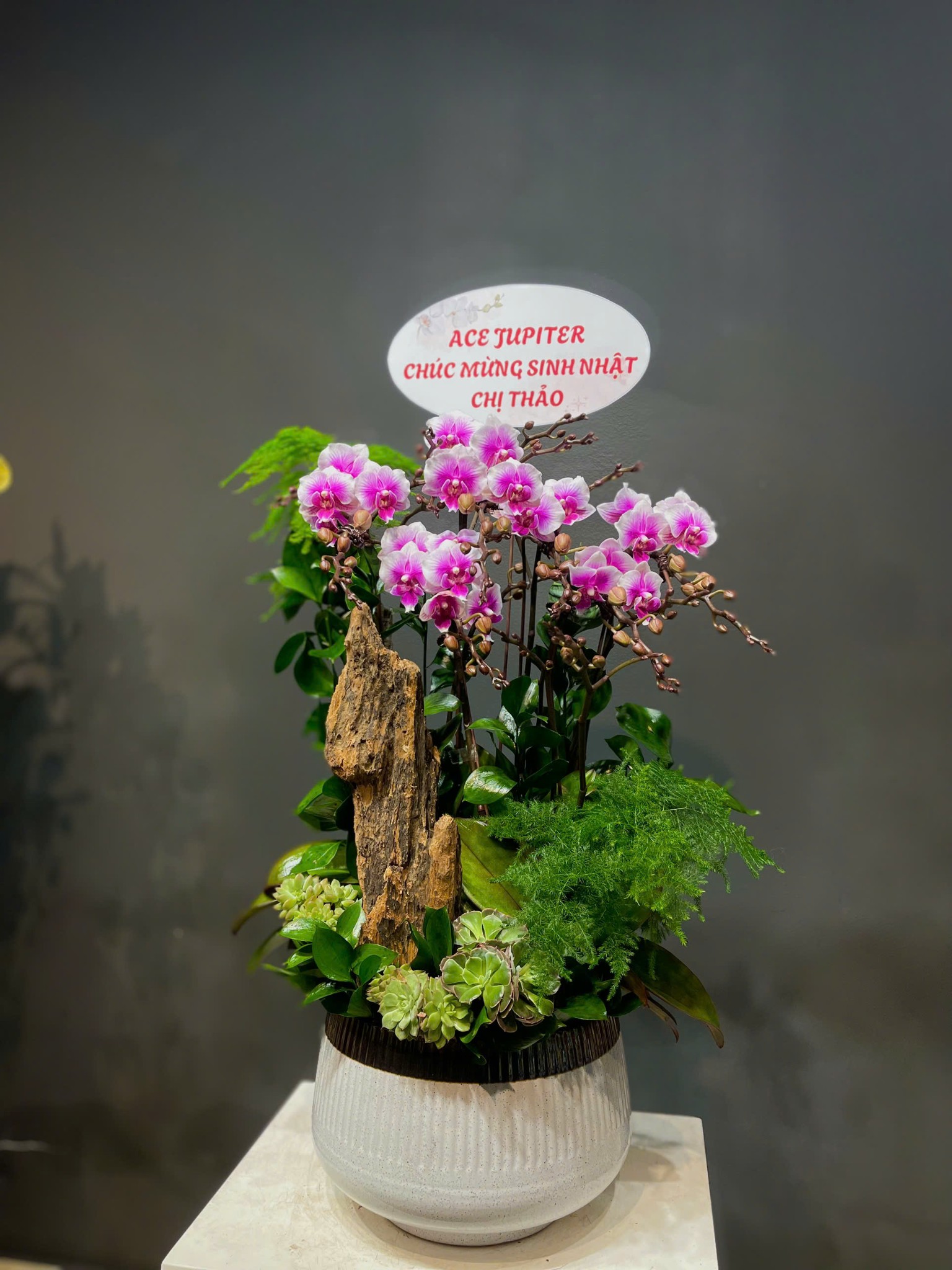 CHẬU TIỂU CẢNH 6 CÀNH LAN MINI