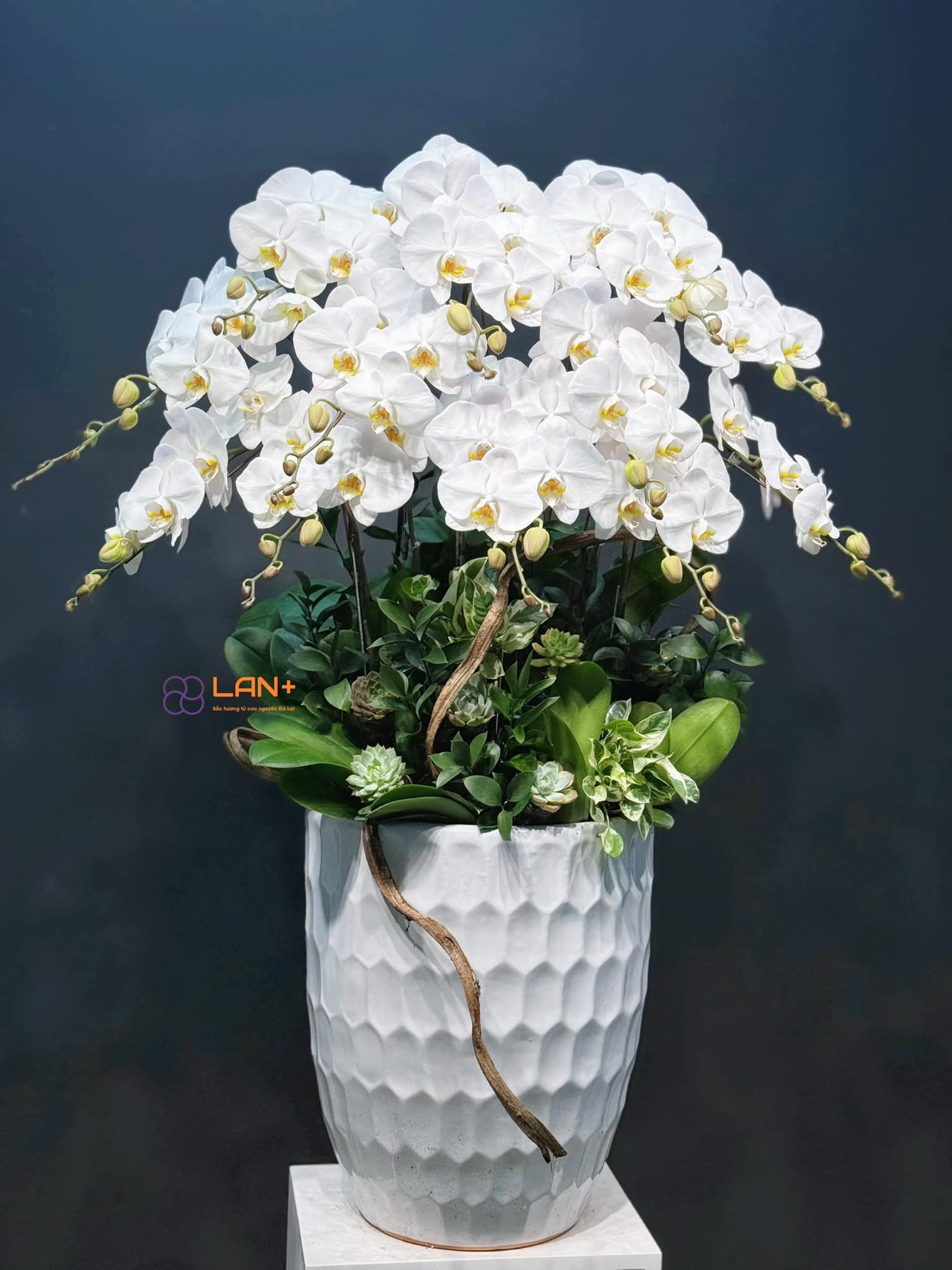 CHẬU 12 CÀNH LAN ĐẠI