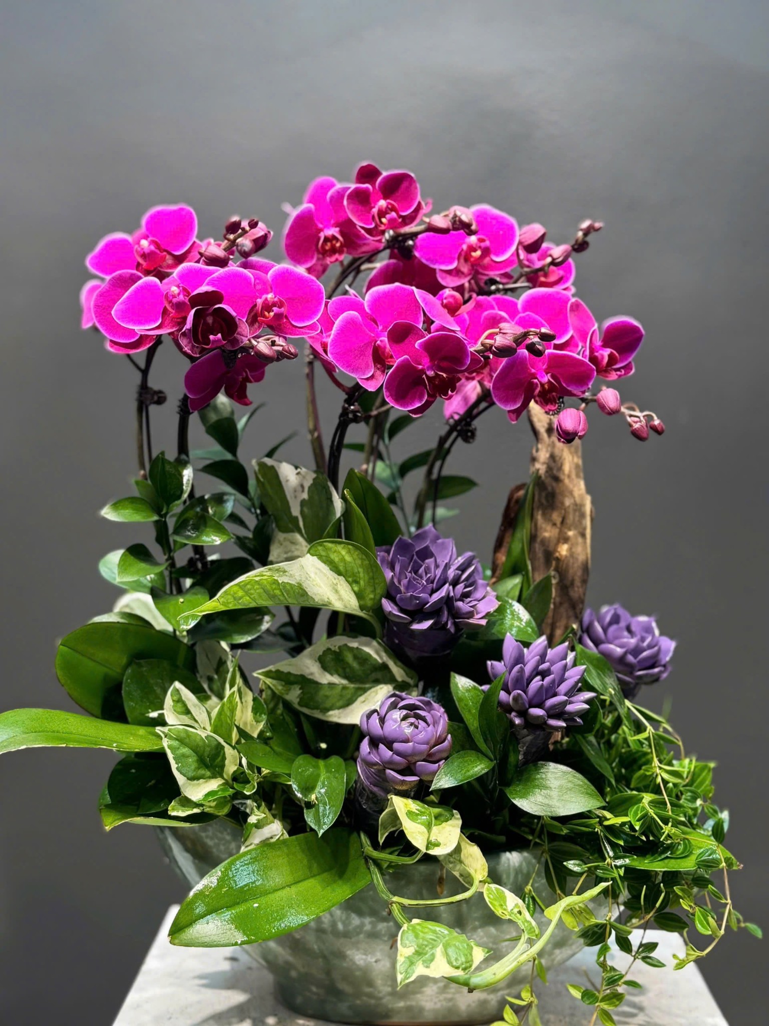 CHẬU THUYỀN TIỂU CẢNH 6 CÀNH LAN MINI