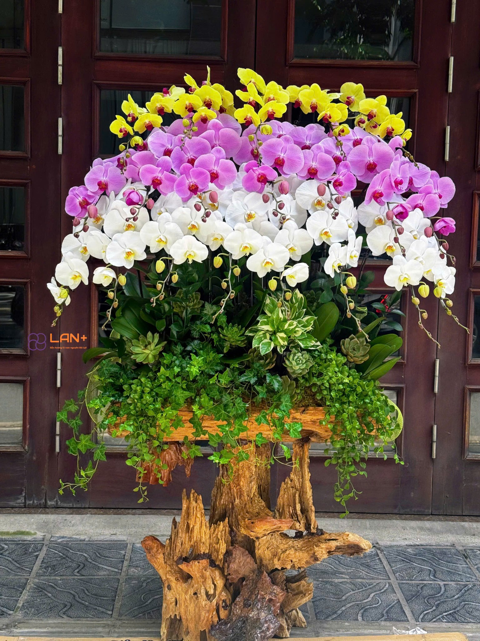 CHẬU LAN TRỒNG TRÊN LŨA