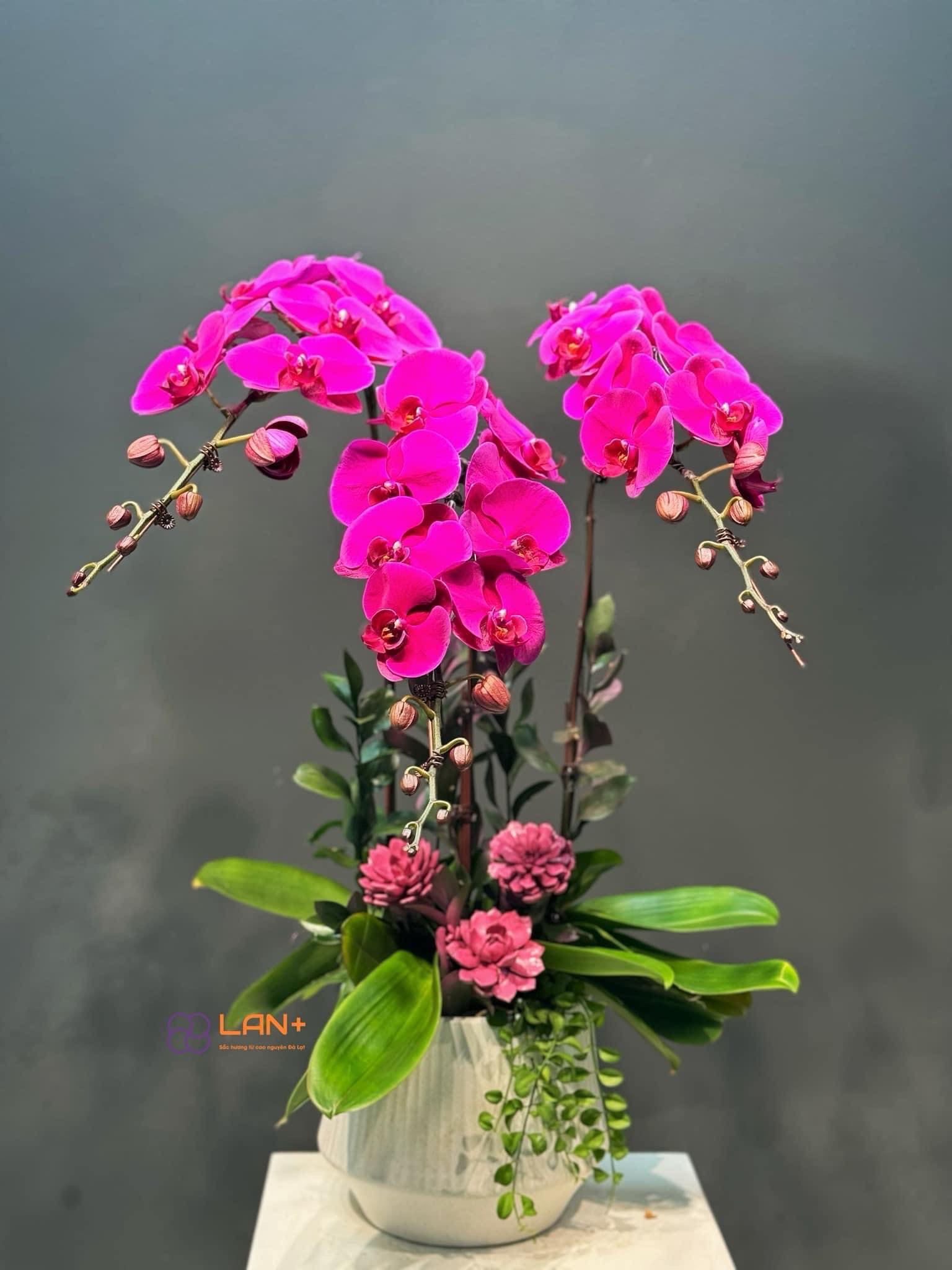 CHẬU 3 CÀNH LAN ĐẠI KẾT HỢP SEN ĐÁ