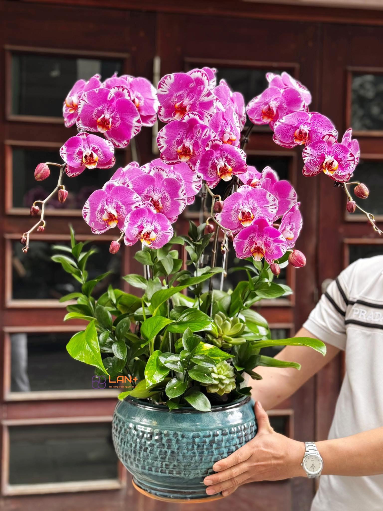 CHẬU 5 CÀNH LAN ĐẠI