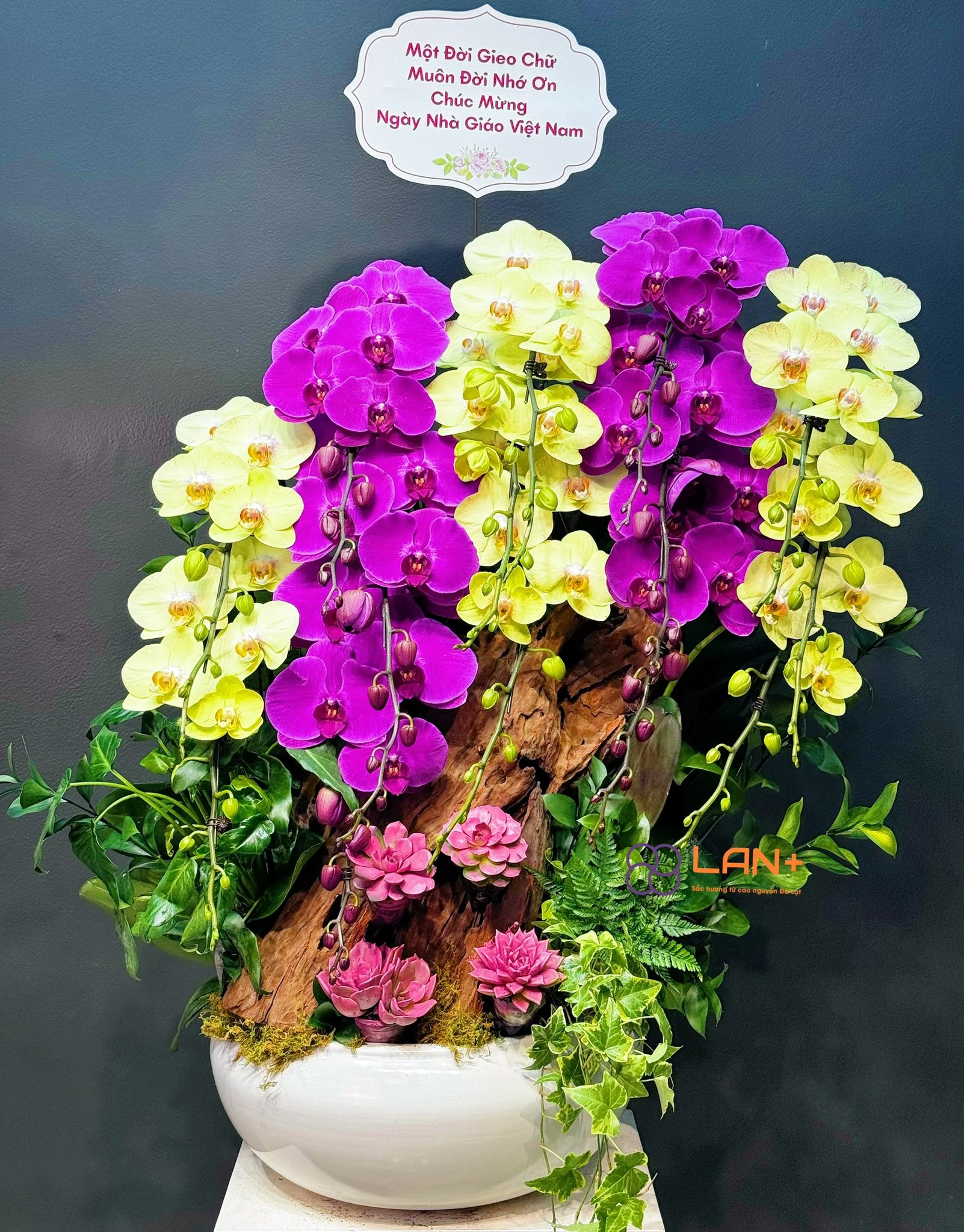 CHẬU TIỂU CẢNH MIX MÀU 15 CÀNH