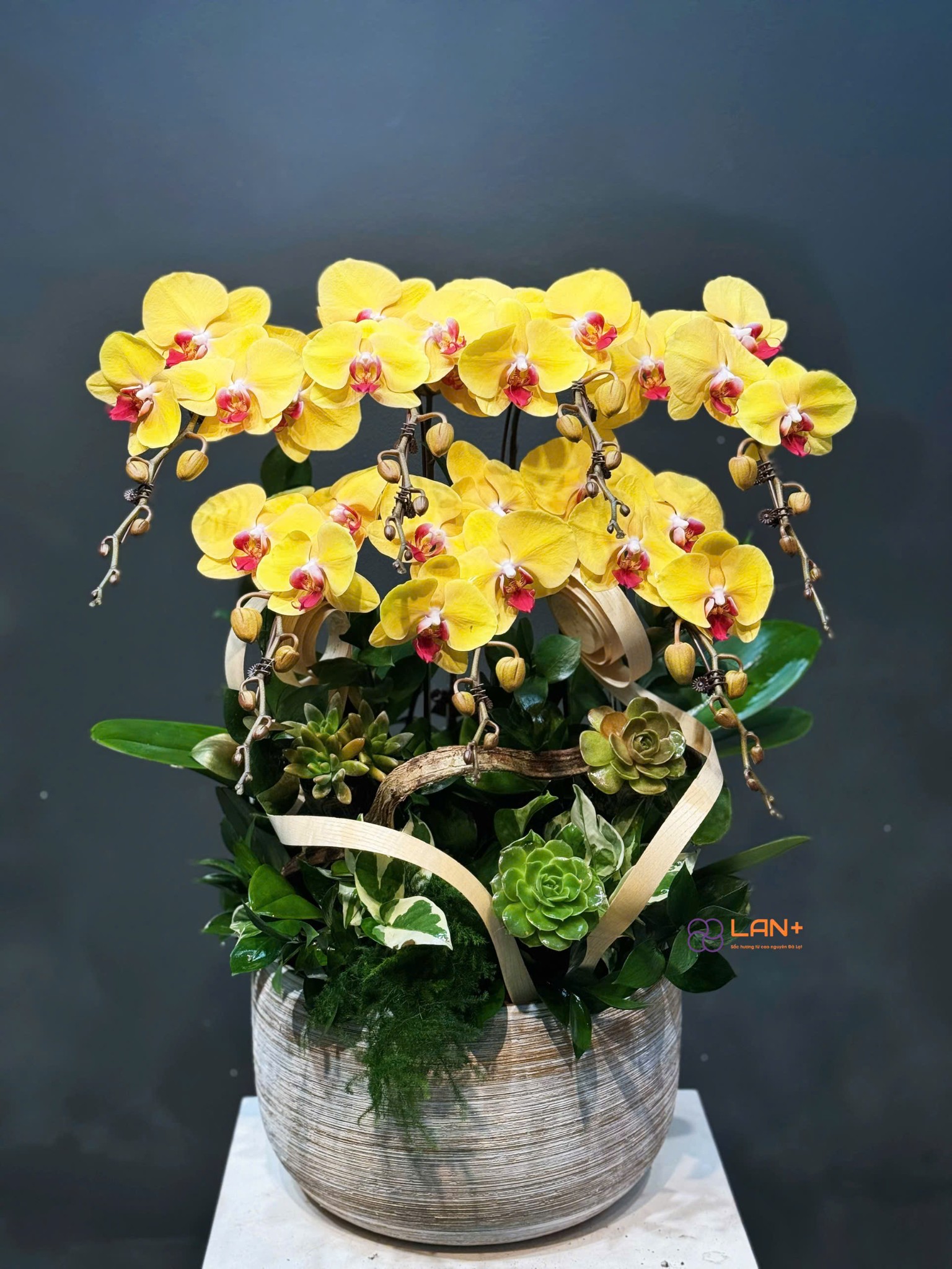 CHẬU 7 CÀNH LAN ĐẠI