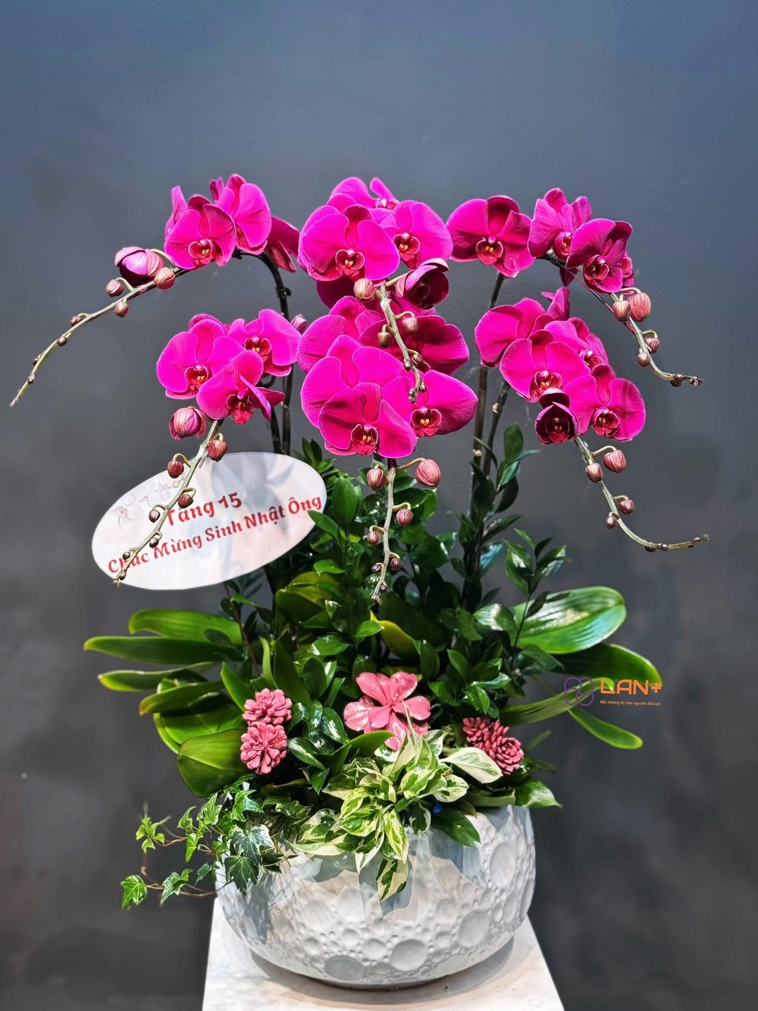 CHẬU 6 CÀNH LAN ĐẠI