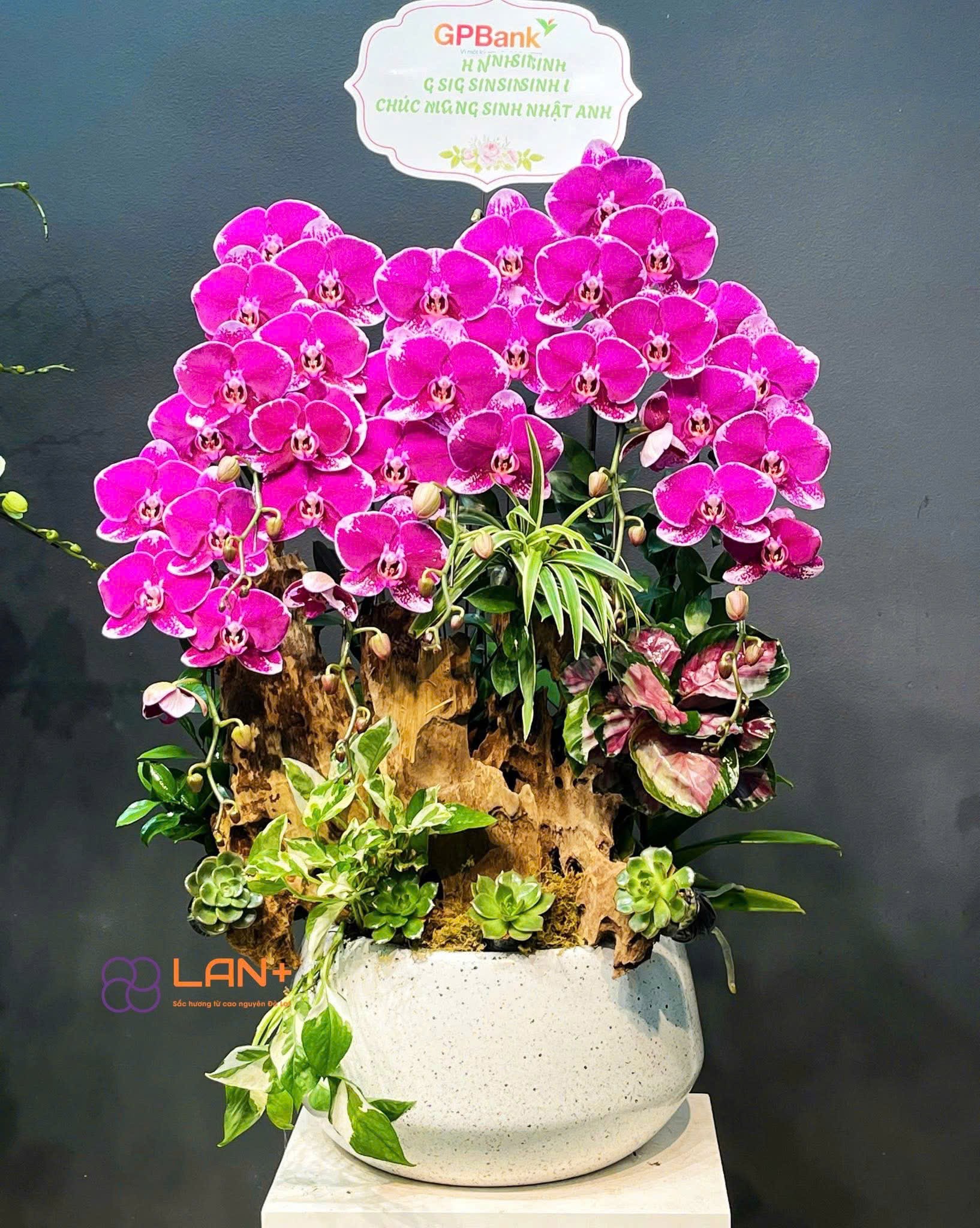 CHẬU TIỂU CẢNH 6 CÀNH LAN ĐẠI