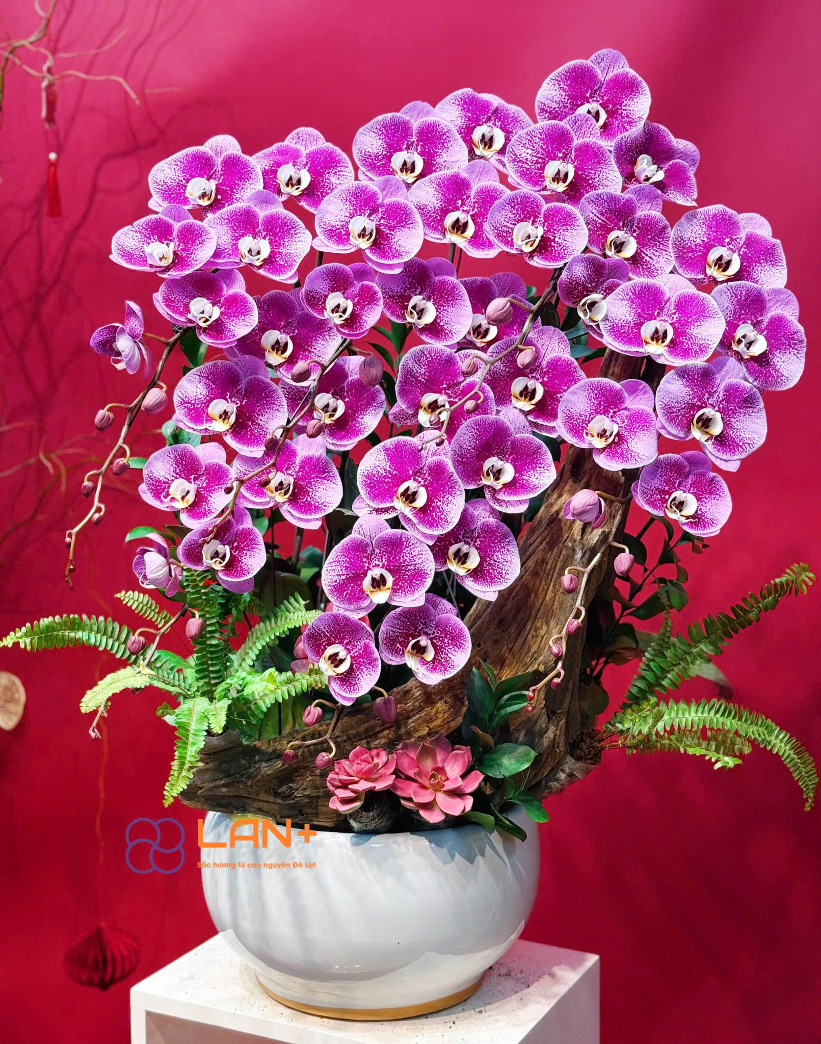 CHẬU TIỂU CẢNH 6 CÀNH LAN ĐẠI