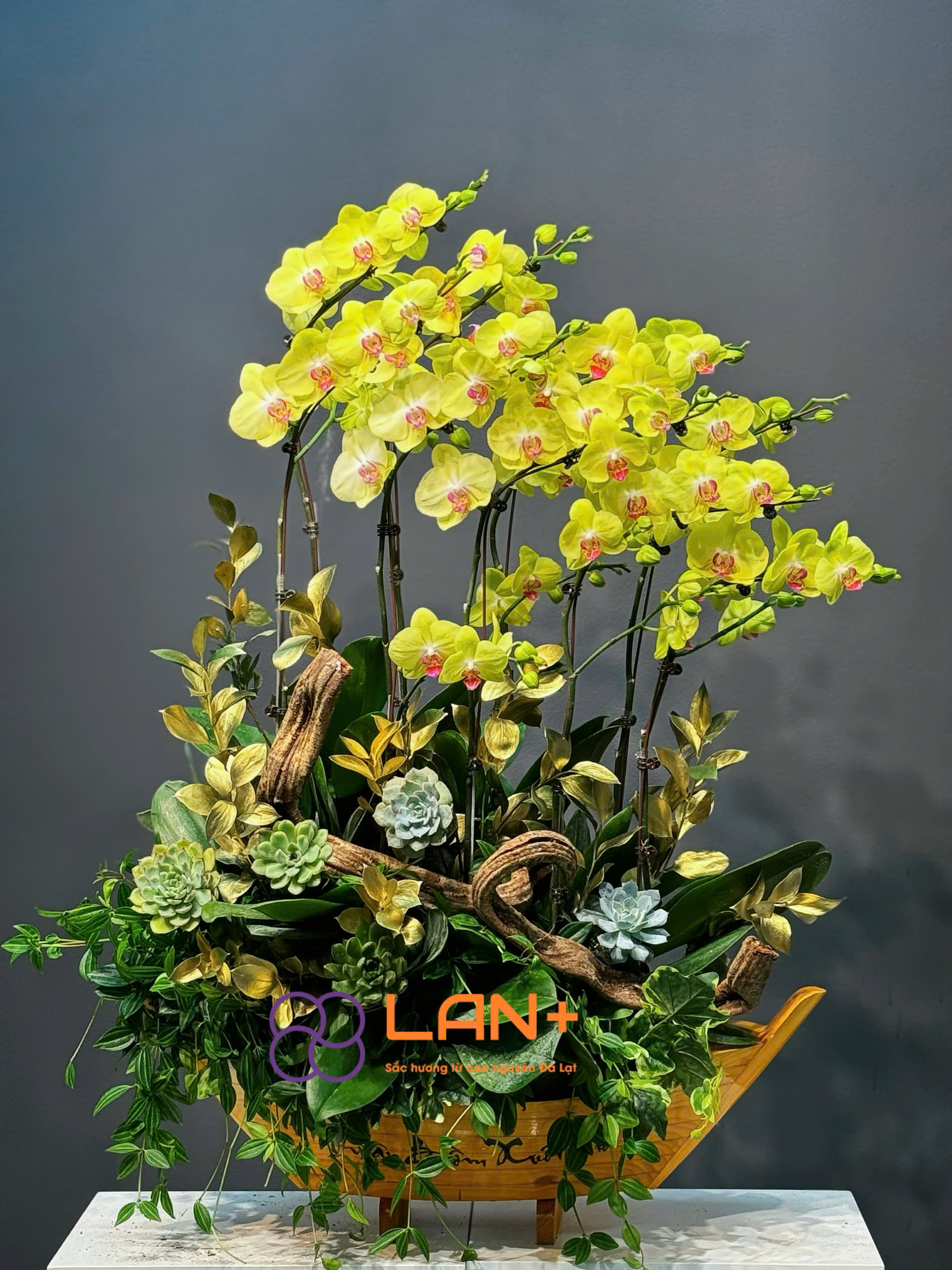 CHẬU LAN ĐẠI 16