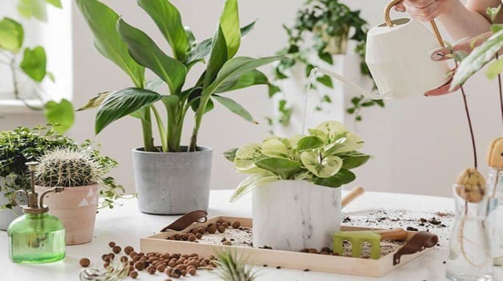 Phục hồi cây cảnh sau khi bị héo hoặc thiếu dinh dưỡng