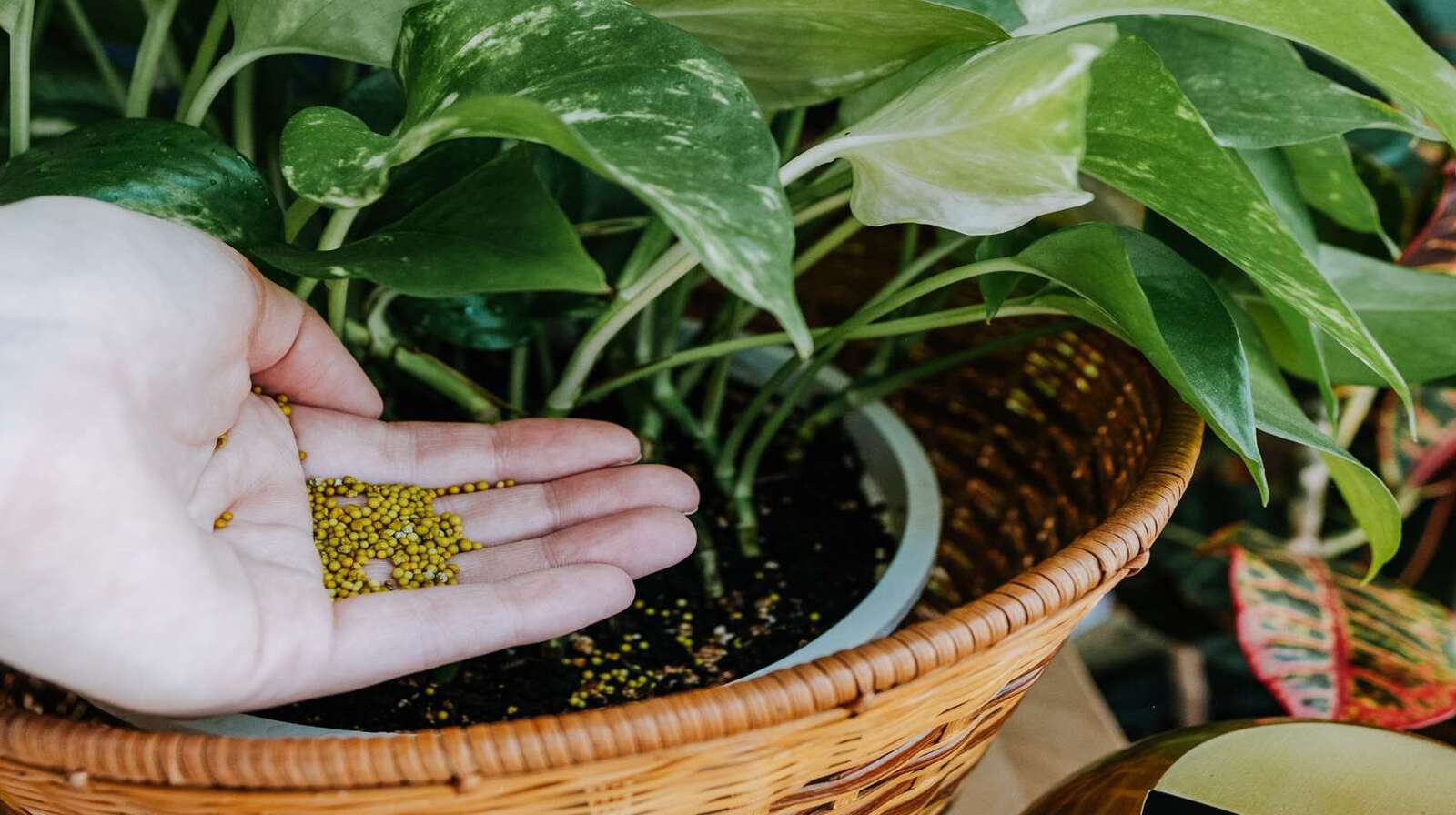 Bón đạm cho cây cảnh - Mẹo để cây luôn tươi tốt, xanh mướt