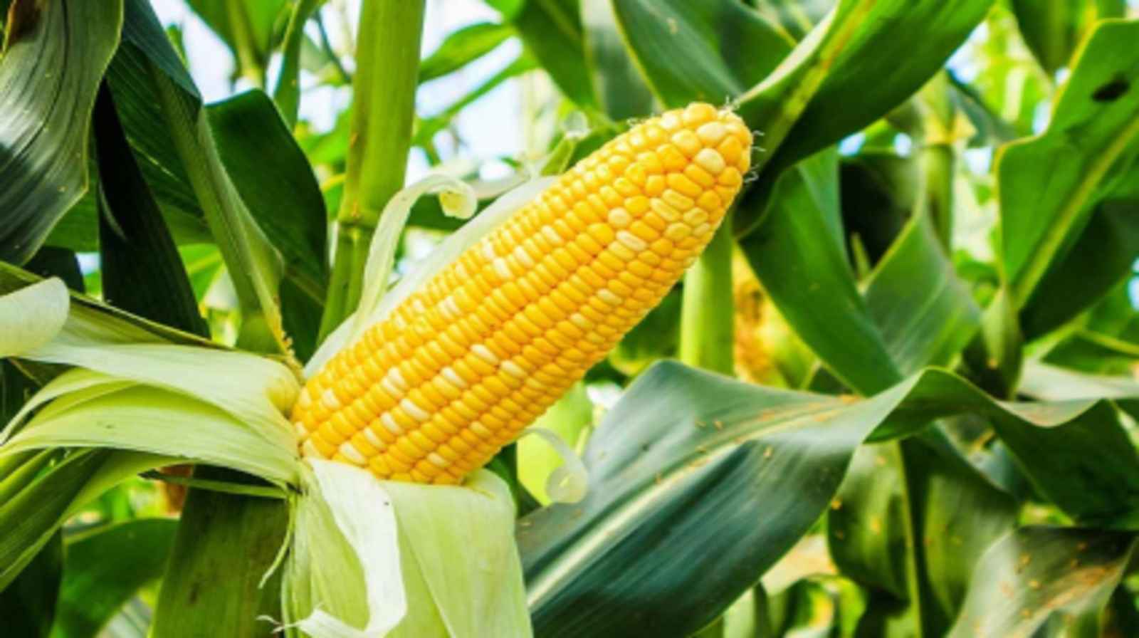 Bón phân cho cây ngô - Bí quyết để đạt năng suất cao nhất