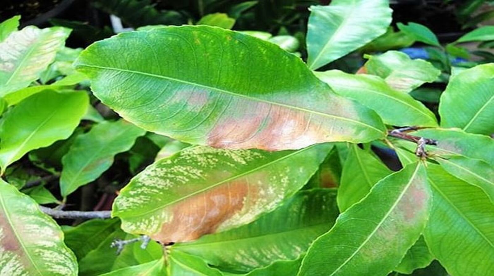 Bệnh khô đầu lá - Làm sao để cây phát triển khỏe mạnh