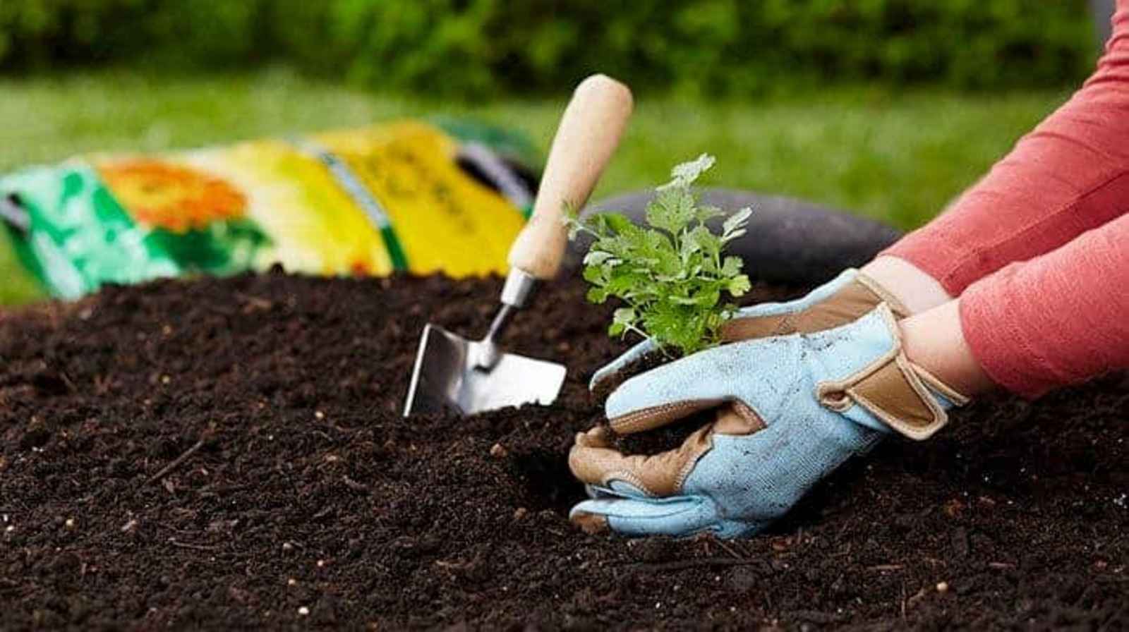 Cải tạo đất trồng cho vườn cây xanh tốt phát triển khỏe mạnh