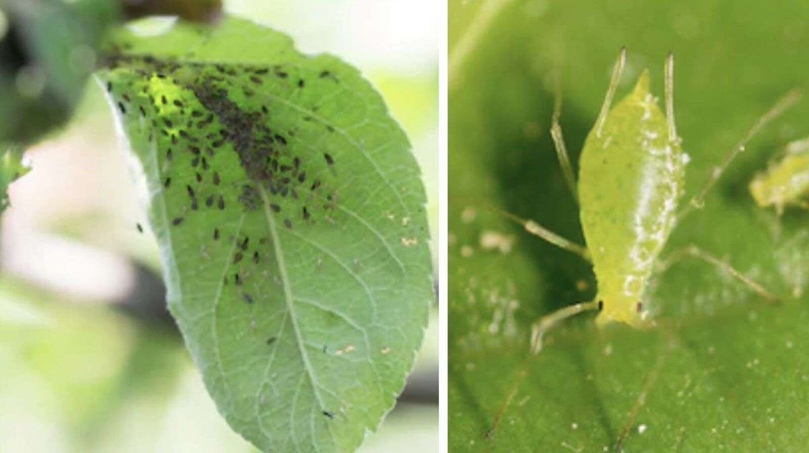 Bệnh rệp aphid là gì? Những điều cần biết để bảo vệ khu vườn