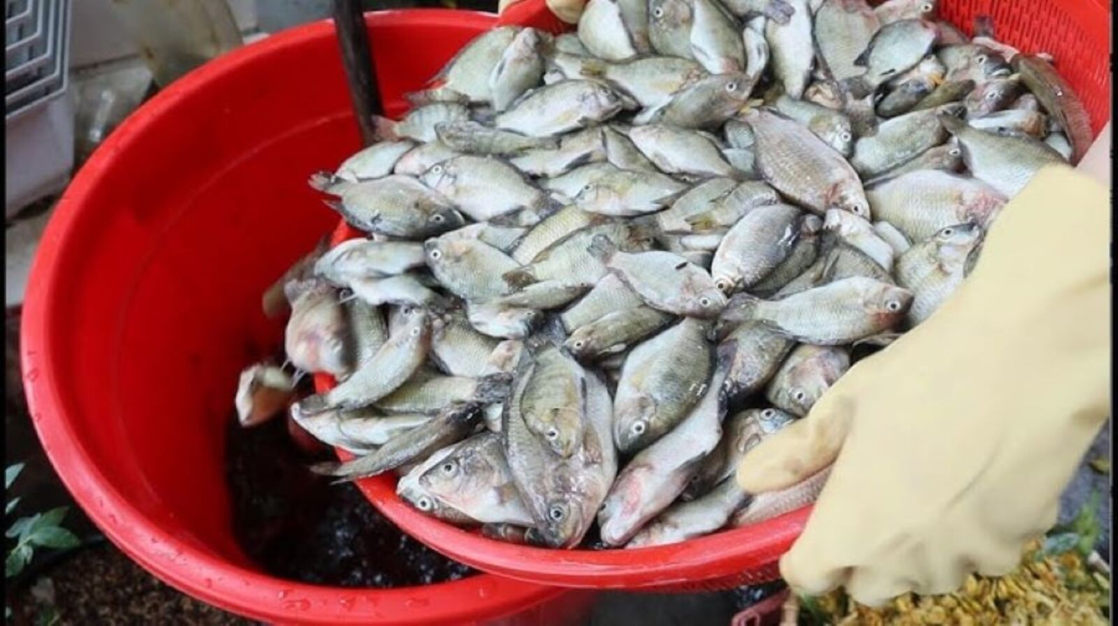 Phân cá dạng nước có tốt không? Lợi ích bất ngờ cho cây