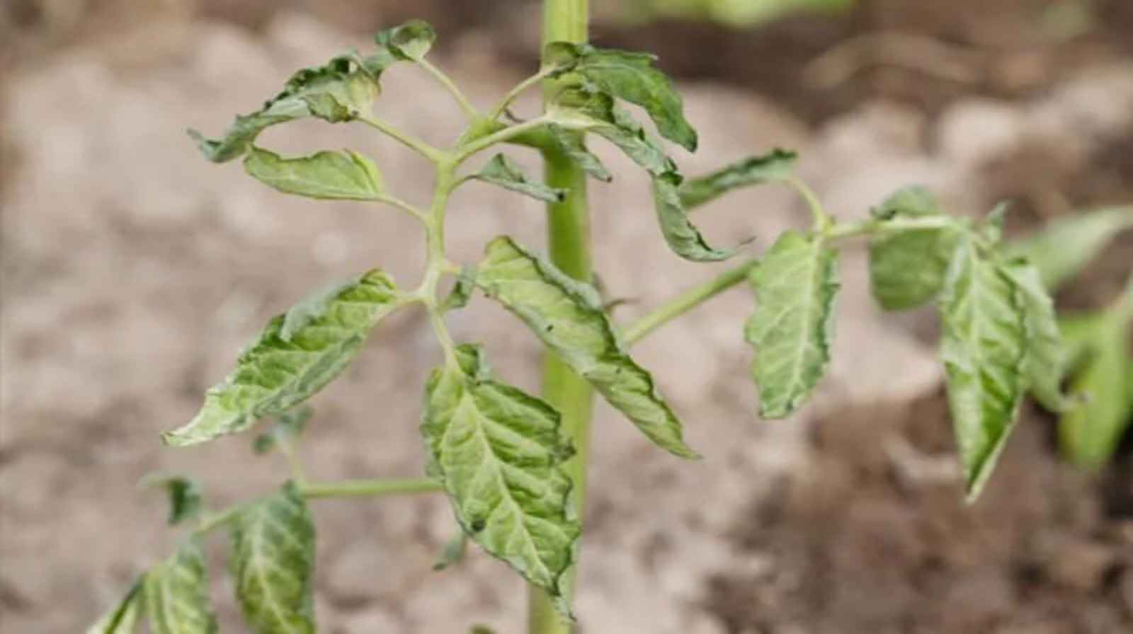 Nấm Fusarium - Đừng để chúng hủy hoại khu vườn xanh của bạn!