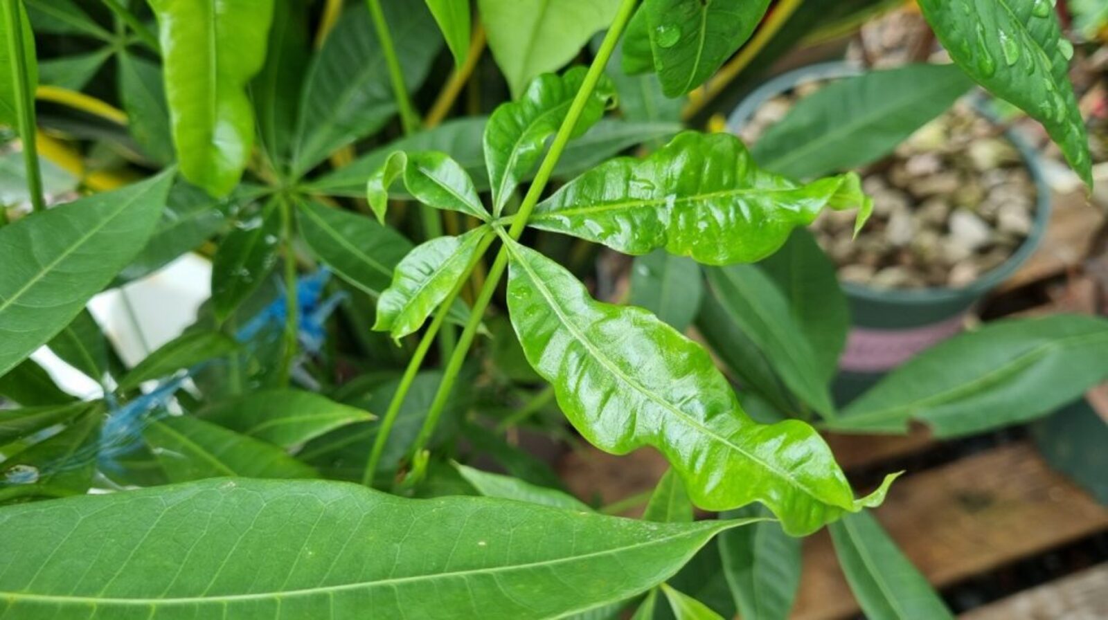 Bệnh xoăn lá ở cây cảnh – Nguyên nhân & cách khắc phục nhanh