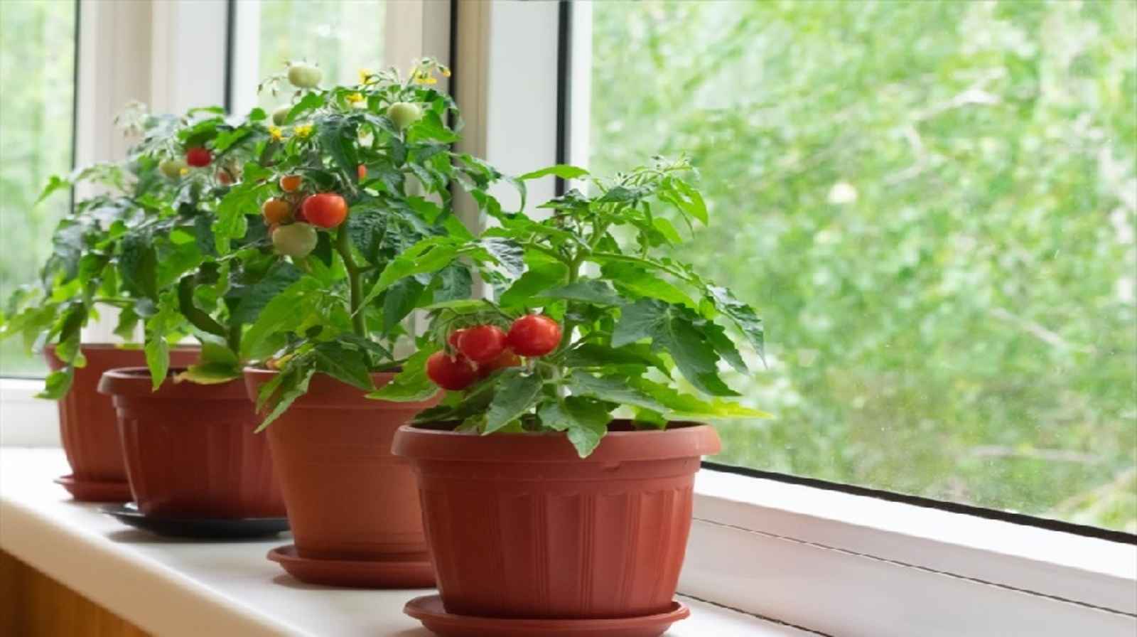Trồng cà chua trong chậu – Giải pháp cho không gian nhỏ