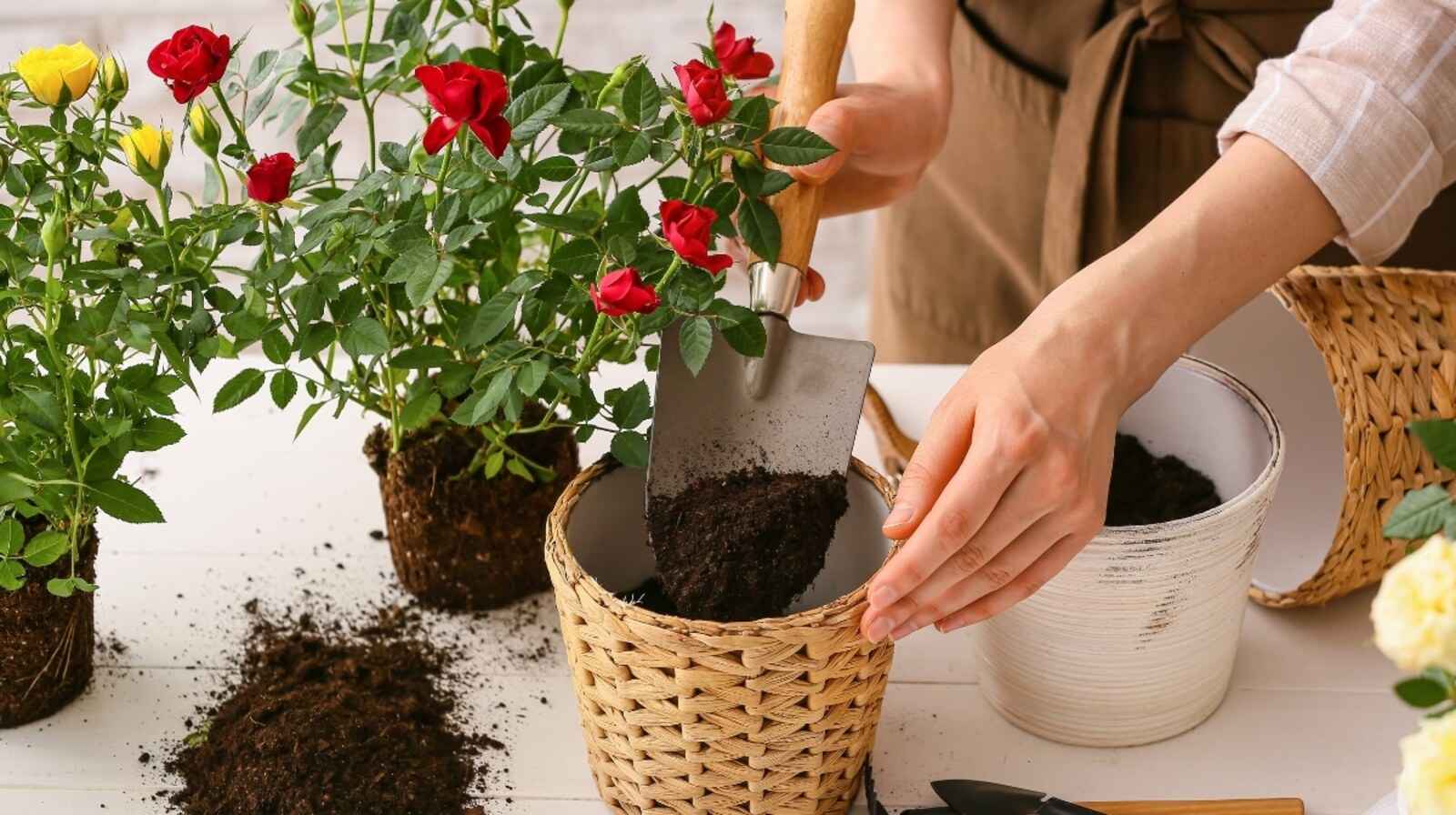Trồng hoa hồng trong chậu với kinh nghiệm để hoa luôn tươi tắn