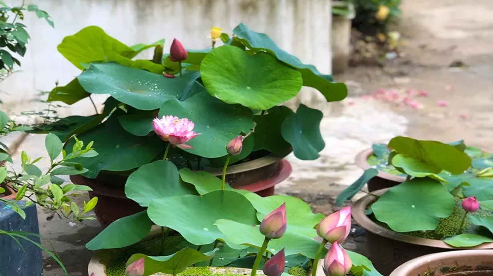 Bí quyết trồng sen trong chậu composite nở đẹp quanh năm