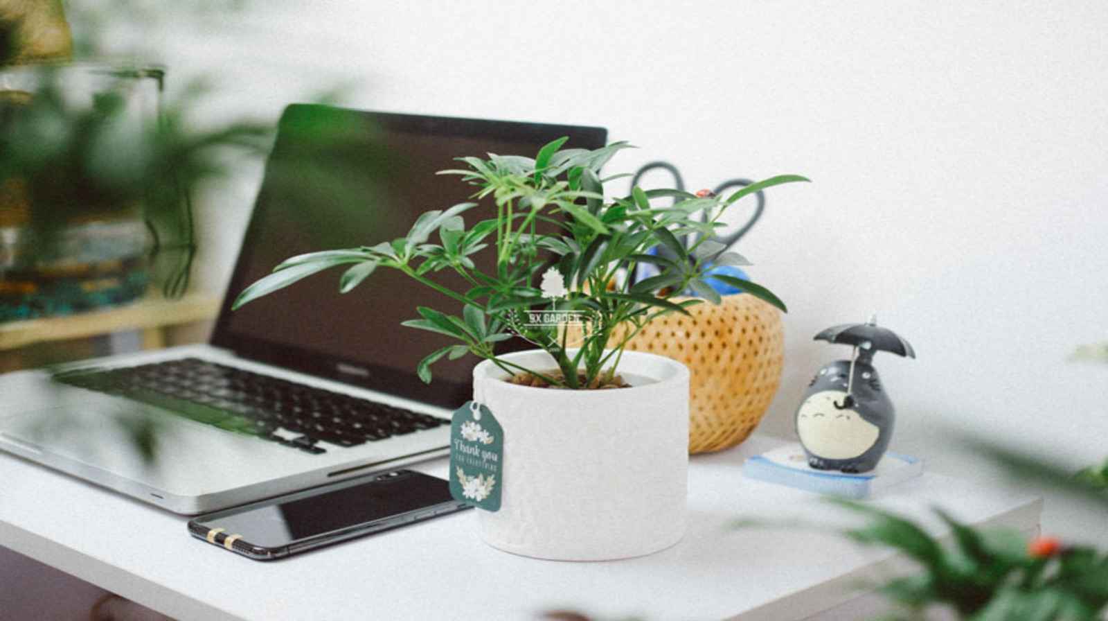 Chậu composite để bàn đẹp mắt, tiện dụng cho văn phòng