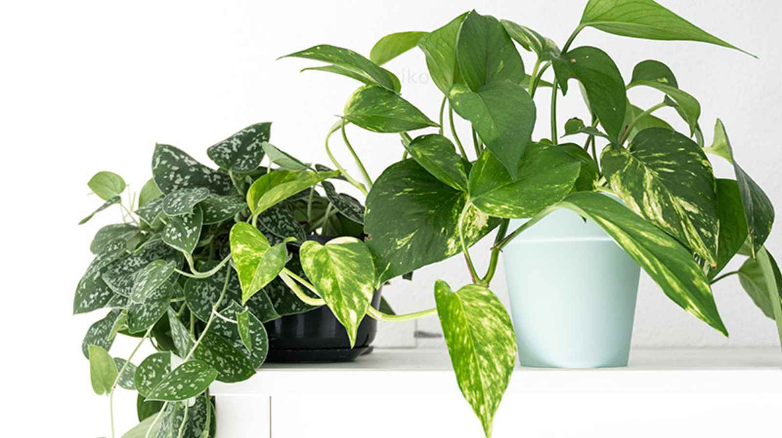 Bí quyết trồng, chăm sóc cây dây leo trong chậu đúng cách