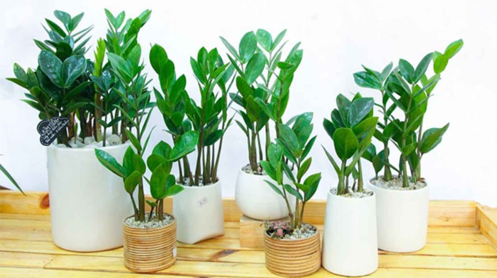 Chậu cây kim tiền - Món quà tinh tế mang lại sự thịnh vượng