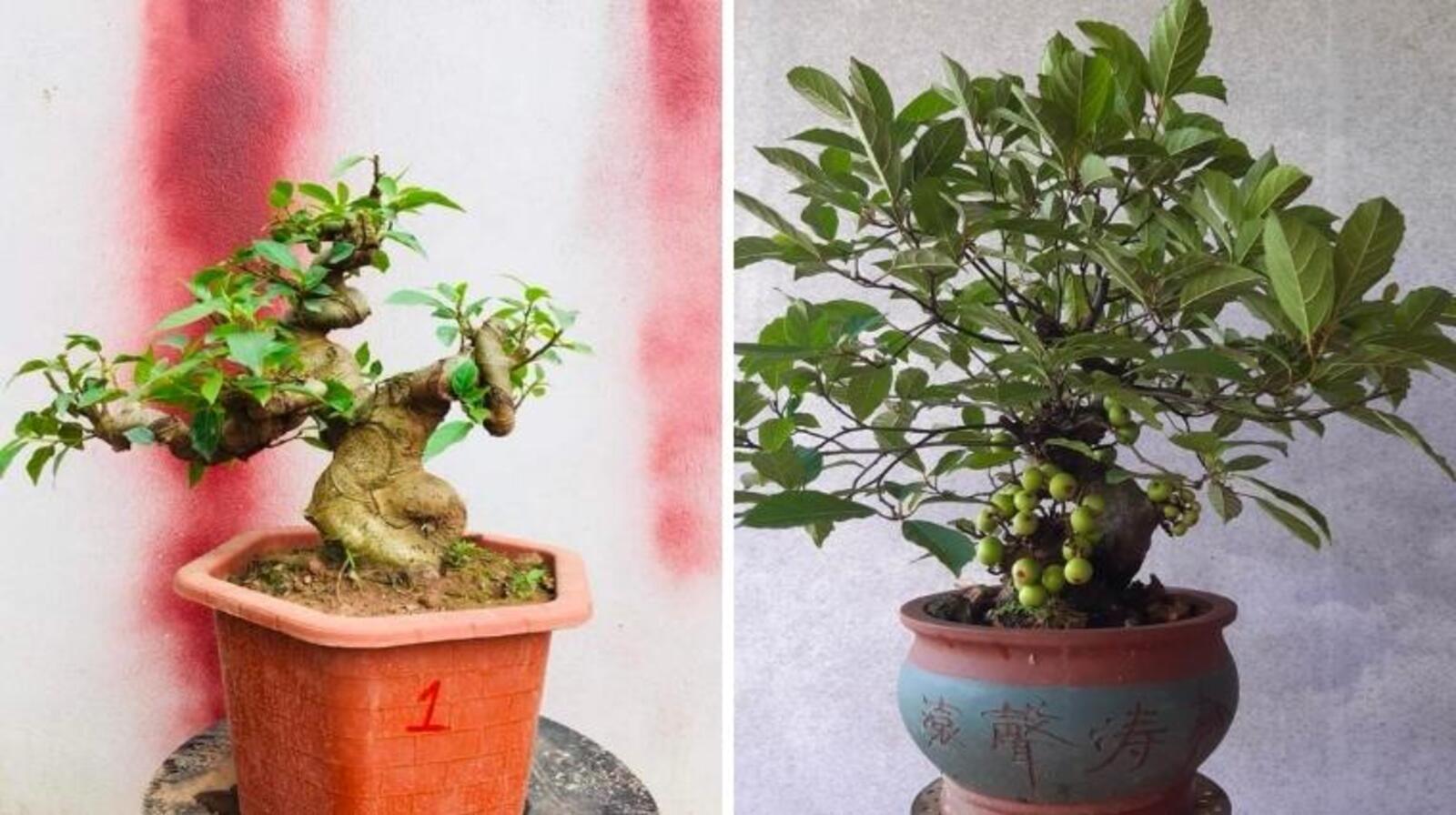 Chậu trồng cây sung cảnh - Giải pháp cho tình yêu cây cảnh