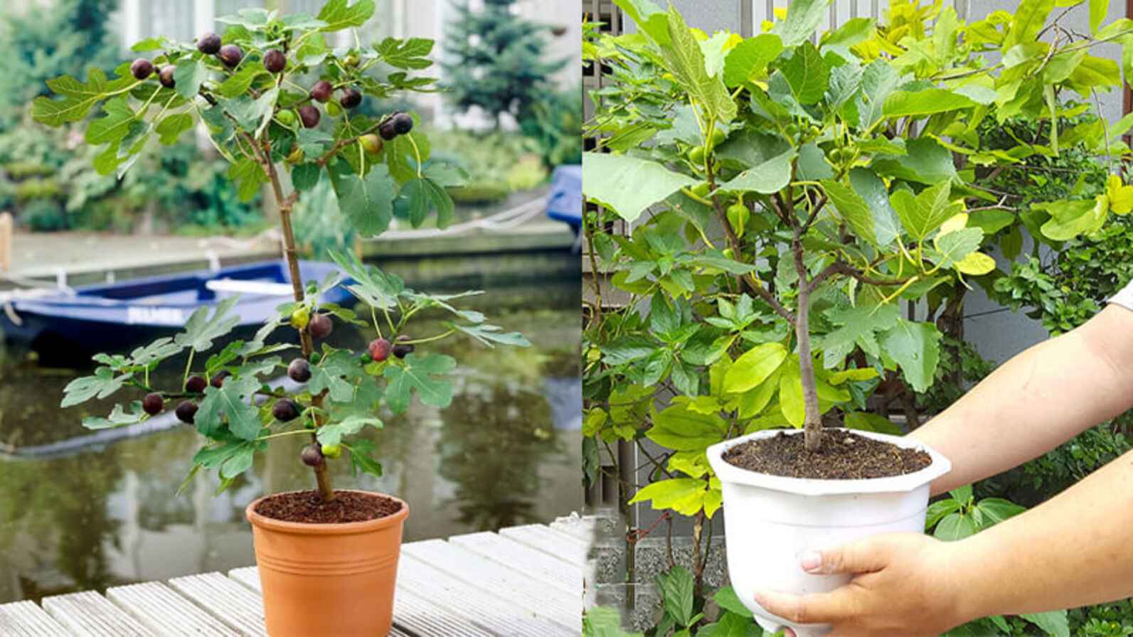 Cây sung Mỹ trồng chậu - Bí quyết chăm sóc tốt nhất