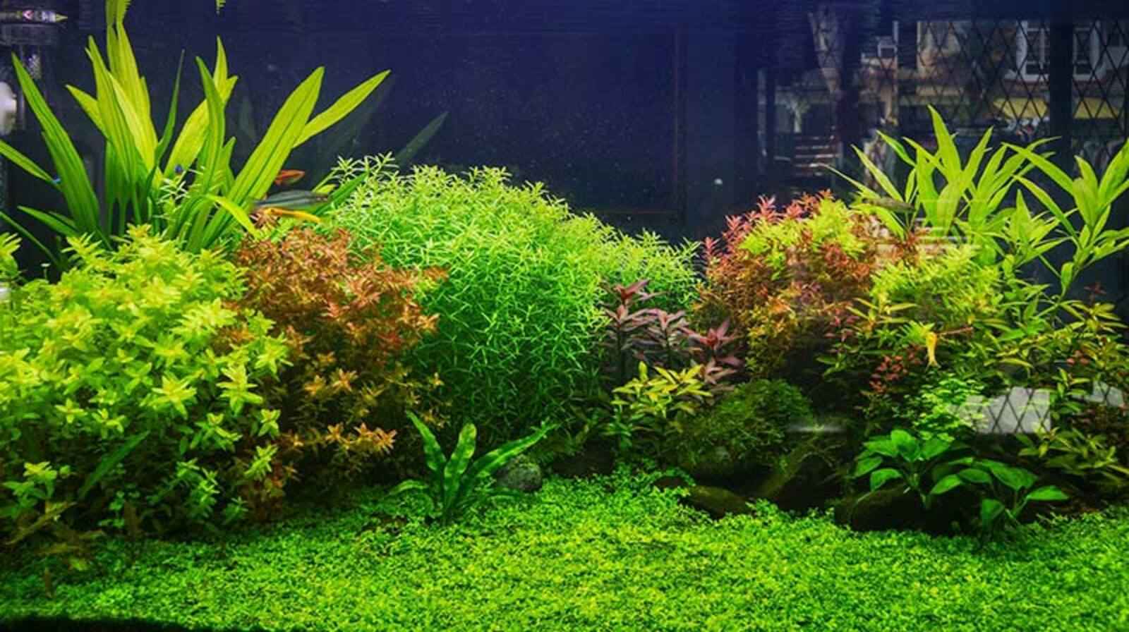 Cây cảnh thủy sinh - Bí quyết xanh mát không gian sống